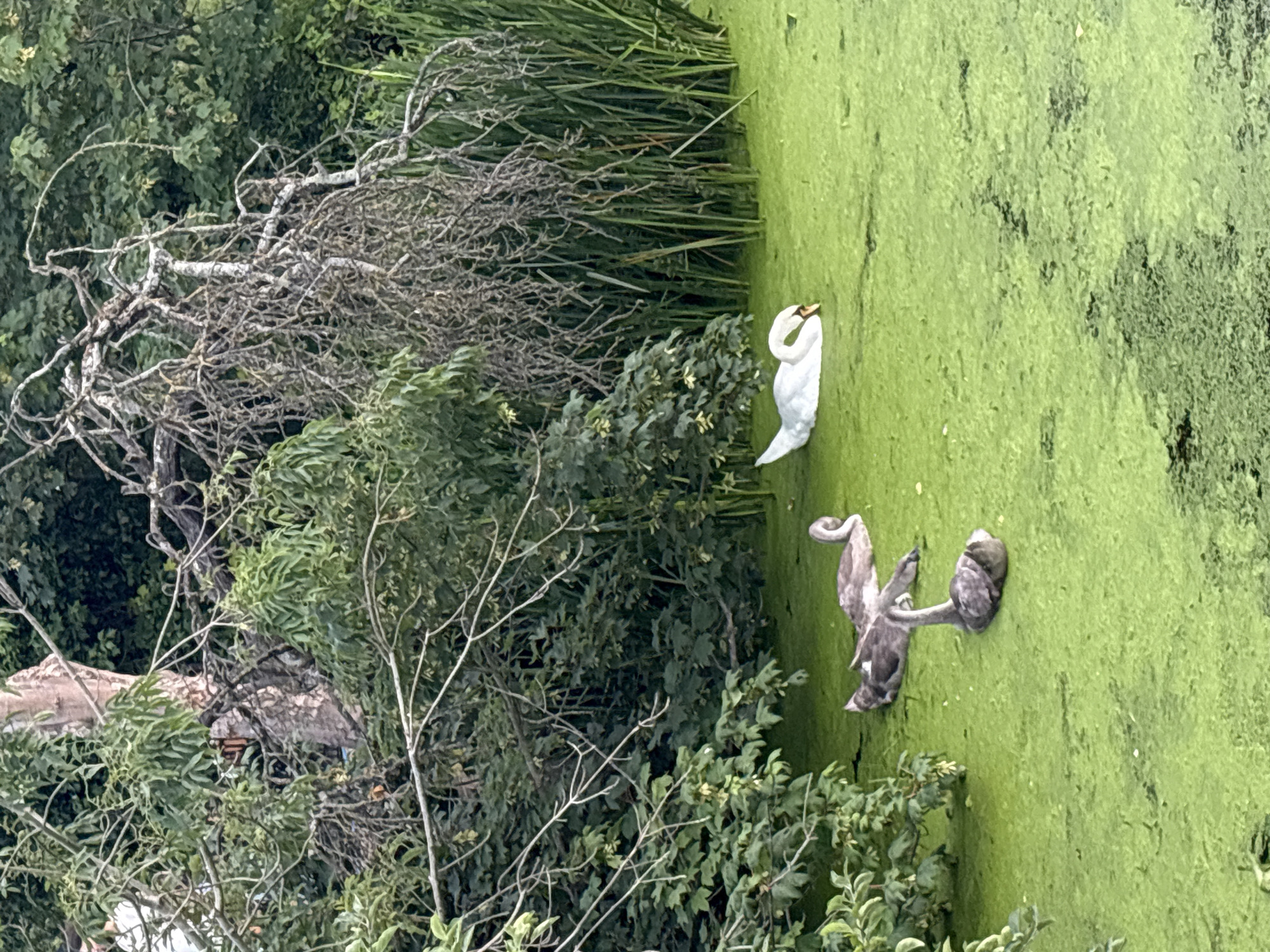 A wide shot captures a serene, green pond covered in a thick layer of algae, situated amidst dense foliage. In the foreground, three young swans, or cygnets, are gathered close together, their gray plumage contrasting with the vibrant green water. To the right, a mature white swan gracefully glides on the water's surface, its neck elegantly curved. The background is a wall of lush green trees and reeds, with a prominent, gnarled dead tree branching out from the left side. The overall impression is one of a tranquil natural habitat within a densely wooded area. This scene is likely located in the city of Chelmsford, United Kingdom, a place known for its abundant natural beauty and parks.