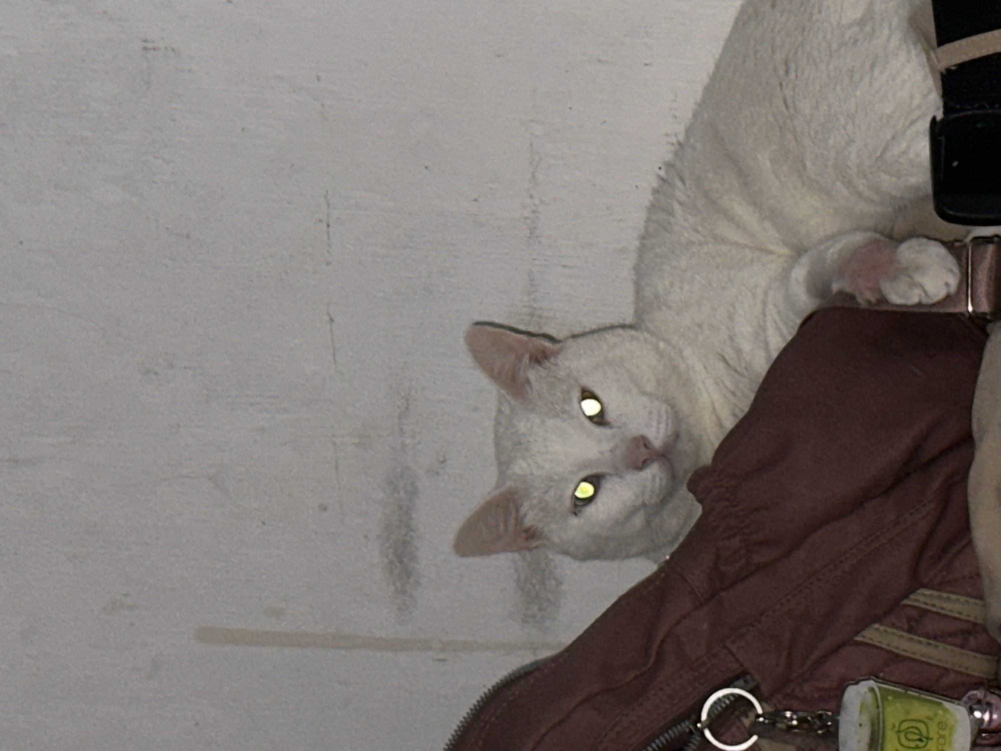 A white cat is positioned on a dark brown backpack, facing the camera. The cat's eyes reflect a yellow light. The backpack is partially visible, showing its zipper and keychain. A white wall is to the left. This image was taken at an unspecified location in North Jakarta, Indonesia.