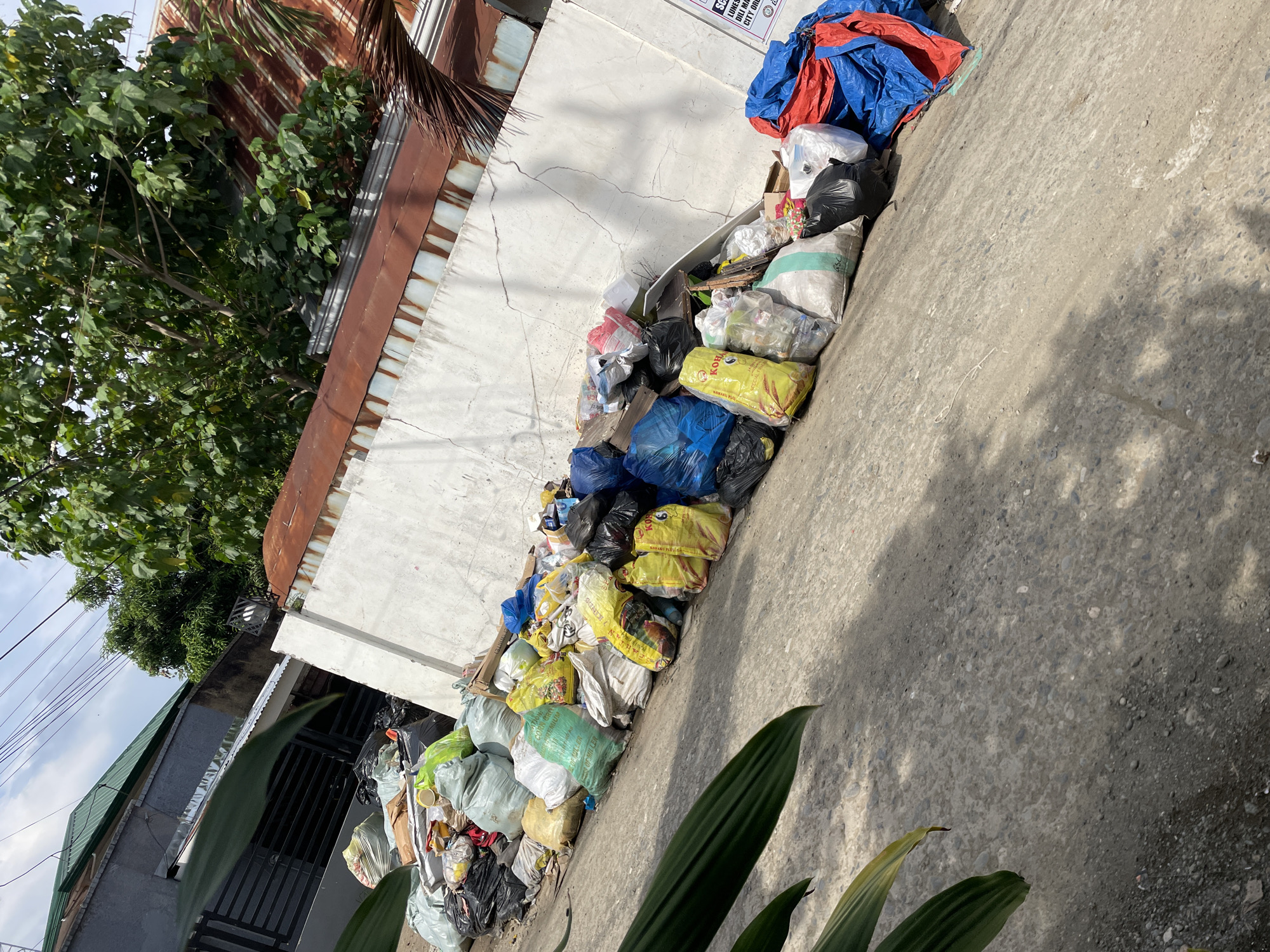 The image, taken in bright daylight under sunny conditions, depicts an outdoor scene in what appears to be an urban or semi-urban area of Davao City, Philippines, characterized by a large accumulation of garbage. Numerous plastic bags of varying colors—including black, yellow, green, white, and blue—are piled extensively along a concrete pathway or an embankment beside a building. Several large red and blue tarps are also visible atop the refuse.
In the background, a building with a rusted corrugated metal roof and a weathered white concrete wall, showing cracks, stands next to dense green leafy trees and palm fronds. Further down the pathway, a black metal gate and another building with a green roof are discernible, along with power lines overhead. Parts of green leafy plants are visible in the foreground, framing the lower portion of the trash pile. No people are present in the scene.
The primary activity suggested is the collection or unmanaged disposal of waste, evidenced by the substantial volume of garbage bags.
Visible text from various bags includes "CORN GRO," "JUM," "OF MILLER," "ET (WRITE)," "KINDS," "KOHA," and "SPECIAL FR." A white sign attached to the wall above the trash pile displays partial text such as "LUNES" (Monday), "DILI MA" (possibly "Dili Maayo," meaning "not good"), and "CITY ORDI" (likely "City Ordinance"), implying regulations or information regarding waste management. The scene highlights environmental concerns related to waste accumulation in a tropical urban setting.