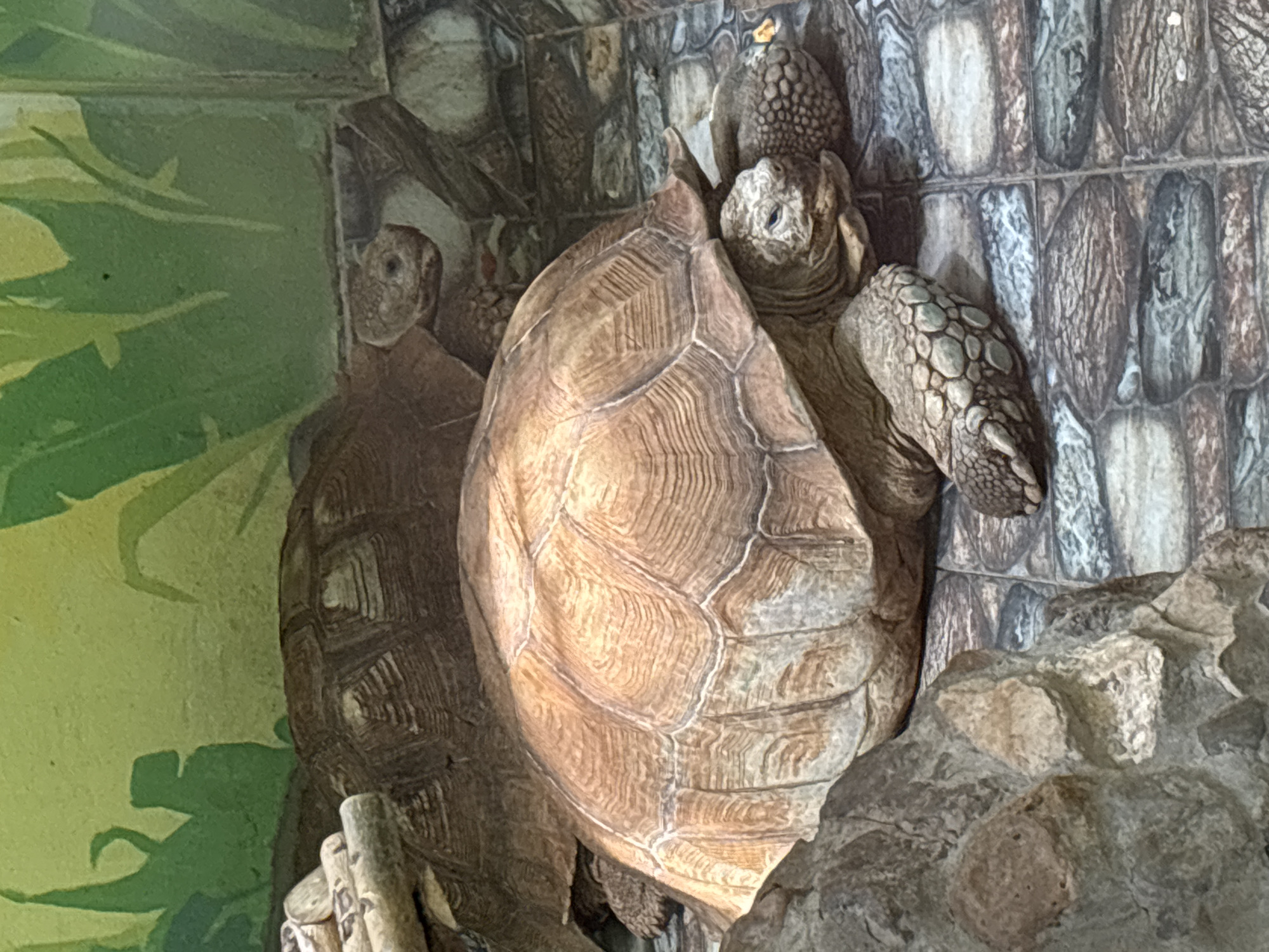 The image shows two tortoises in what appears to be a zoo enclosure. The tortoise in the foreground is larger and its shell is a light brown color, with visible segments. It is positioned close to a pile of rocks on the right. The tortoise in the background is partially obscured, with only the shell and head visible. The background consists of what appears to be a painted wall depicting rock formations and greenery. The location of the zoo or enclosure within Izhevsk, Russia cannot be determined from the image. There are no people visible in the picture. The actions of the tortoises are static, resting in their enclosure.