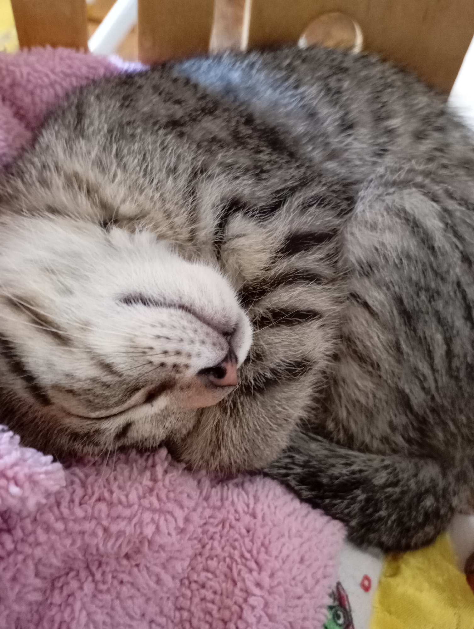 A domestic short-haired tabby cat is observed sleeping deeply, curled into a tight ball on a soft, pink, fluffy blanket. The cat's fur exhibits a distinctive pattern of grey, brown, and white stripes and patches. Its face is tucked inward, with only the top of its head, part of its cheek, and a small, pink nose visible. The eyes are closed, indicating sleep. The cat's body is largely obscured by its curled posture, showcasing its striped fur texture. Below the cat and the pink blanket, fragments of other fabrics are visible: a yellow fabric to the right and a white fabric with a small red dot and a hint of a green pattern to the bottom right. The background is out of focus, featuring warm, muted tones that suggest an indoor environment, possibly furniture or walls. The scene is located in the city of Фоки, Russia.