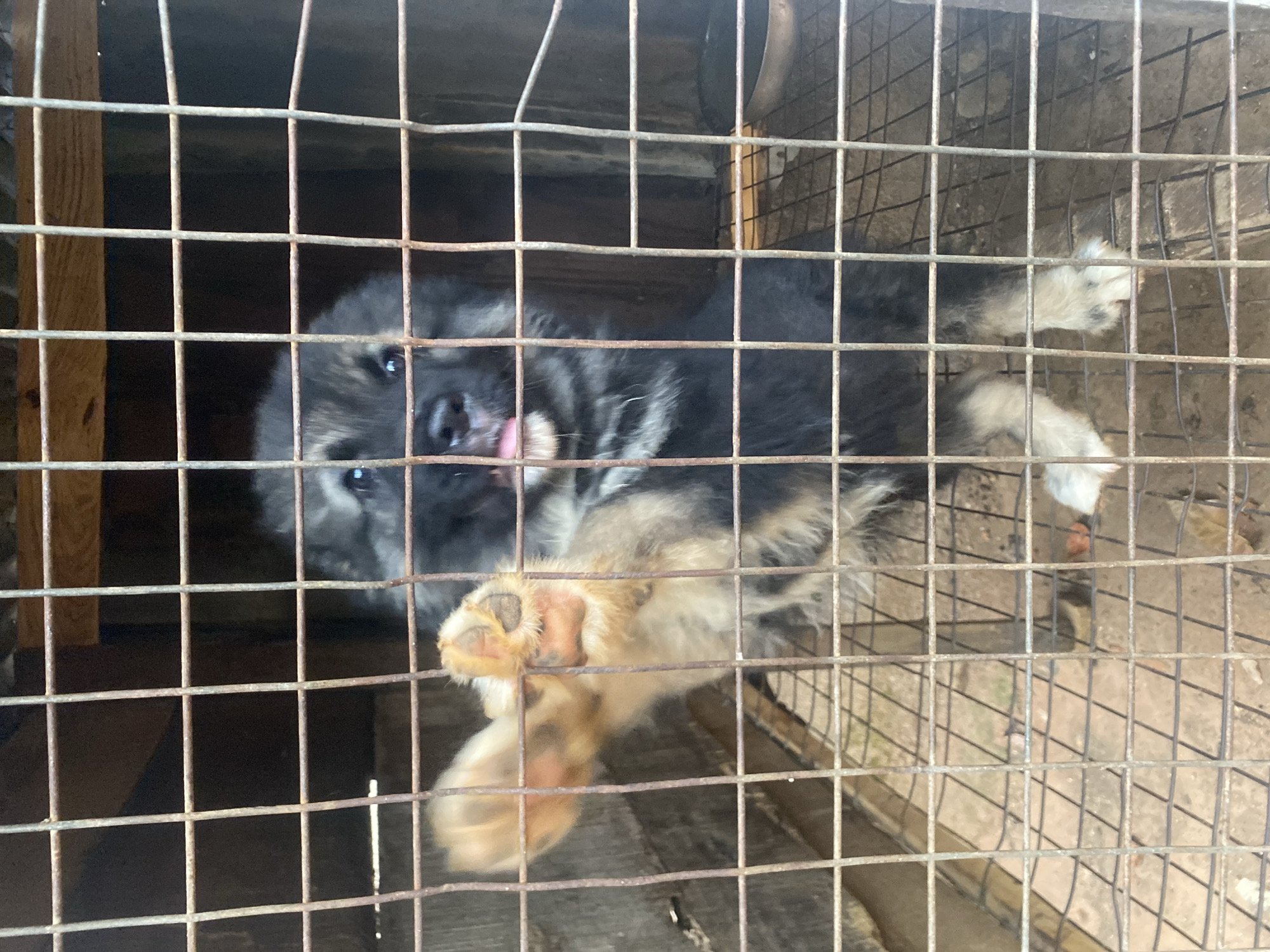 A black and tan German Shepherd puppy is confined in a rusty wire cage. The location is Bukuru, Nigeria. The puppy has a pink tongue sticking out. The cage is constructed of metal rods arranged in a grid pattern. The background of the cage is wood.
