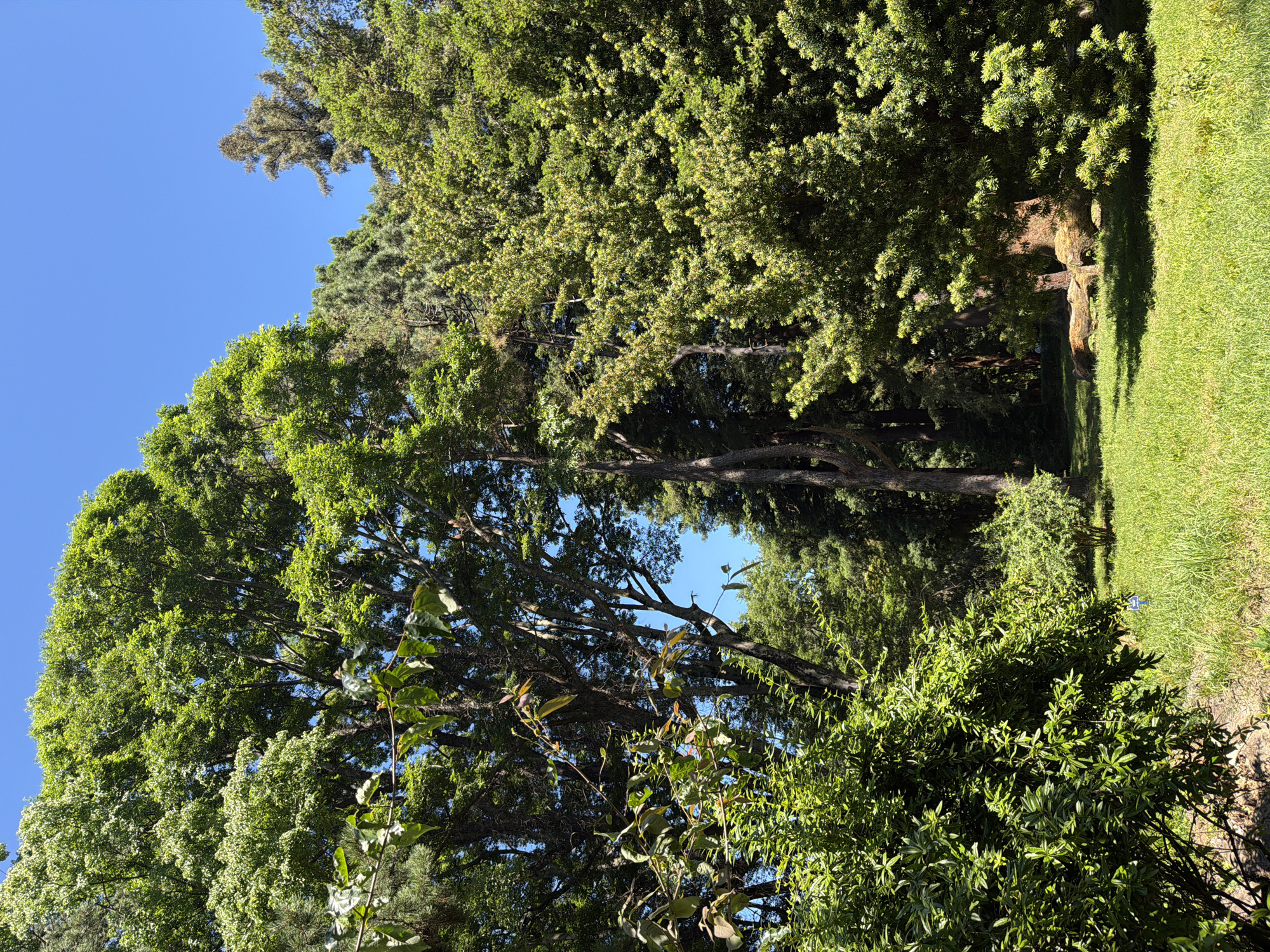 The image depicts a sun-dappled park scene with lush green foliage. In the foreground, a well-maintained lawn is illuminated by sunlight, casting shadows from the surrounding trees. A large, mature tree with a thick, textured trunk dominates the right side of the frame, its branches laden with green leaves. To the left, a dense, leafy shrub is prominent, with smaller branches and leaves extending towards the viewer. In the midground, other trees and bushes create layers of greenery, and a fallen log rests on the grass. The background reveals more trees and a clear blue sky. There are no people or animals visible in the image. The scene is quiet and appears to be a public park in the city of Sirius, Russia.