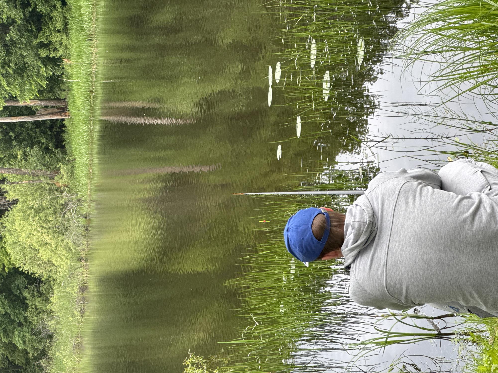 A male individual is depicted from behind, crouching at the edge of a calm body of water in what is identified as Noviy, Russia. He wears a grey hooded sweatshirt and a blue baseball cap. A fishing rod is positioned to his right, extending into the water. A visible orange and yellow fishing float rests on the water's surface near the rod. The immediate foreground features dense green reeds and grass growing along the bank, with several light green lily pads floating on the water. The midground consists of a placid body of water, likely a lake or pond, reflecting the sky and the distant treeline. The background reveals the opposite bank, densely covered with varied green trees and shrubs, including a few prominent bare tree trunks. The overall scene suggests a natural, outdoor environment.