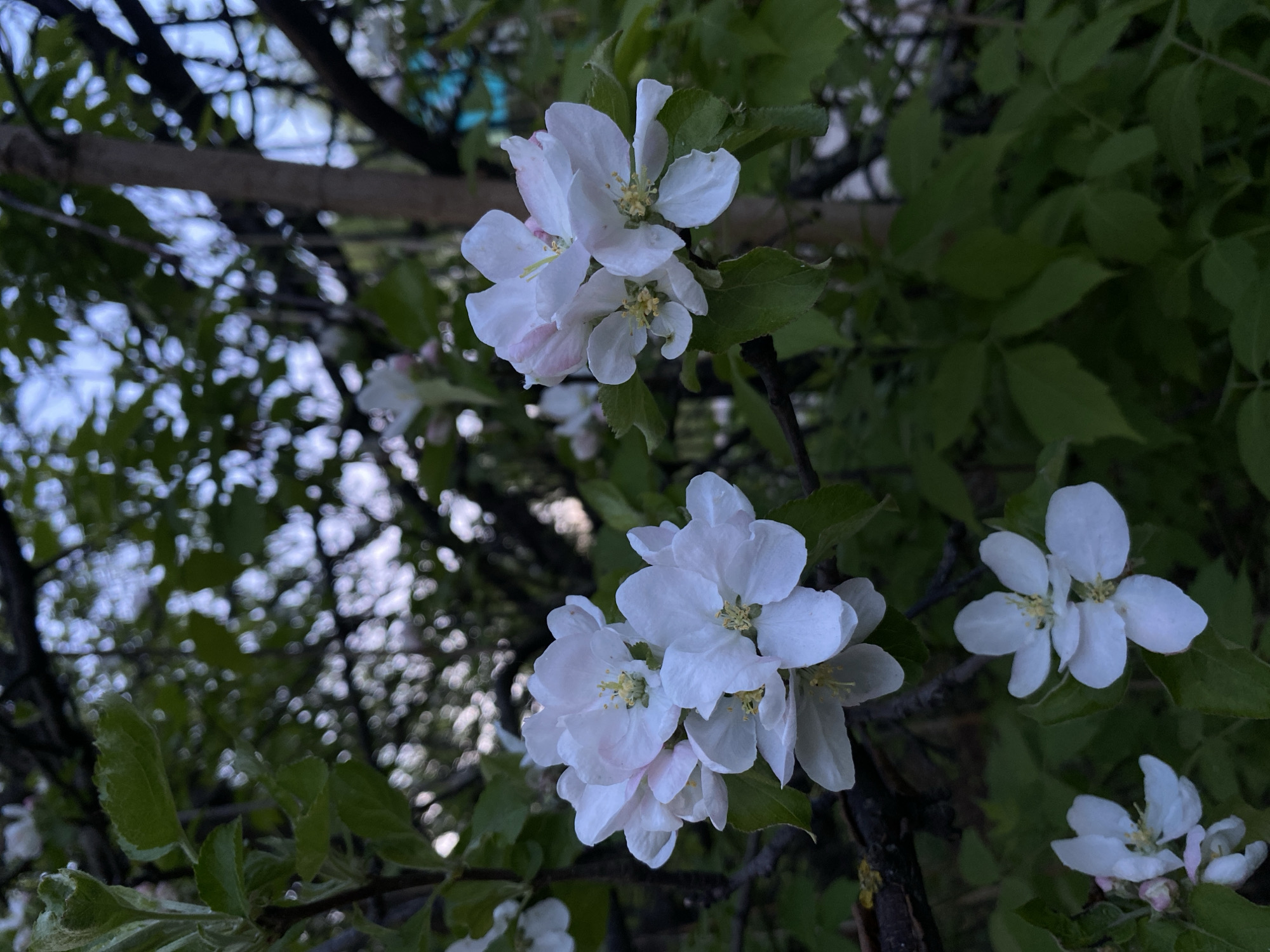 The image shows a cluster of apple blossoms in various stages of bloom, set against a backdrop of green leaves and branches. The blossoms are primarily white with a subtle hint of pink on some petals. The lighting is soft, suggesting an overcast day or the early morning or late afternoon. The scene appears to be outdoors, with glimpses of a tree canopy and sky visible in the background. There is no evidence to confirm the location is in the city of Votkinsk, Russia. The image focuses solely on the blossoms and the surrounding natural elements. No people, subjects, actions, or interactions are depicted.