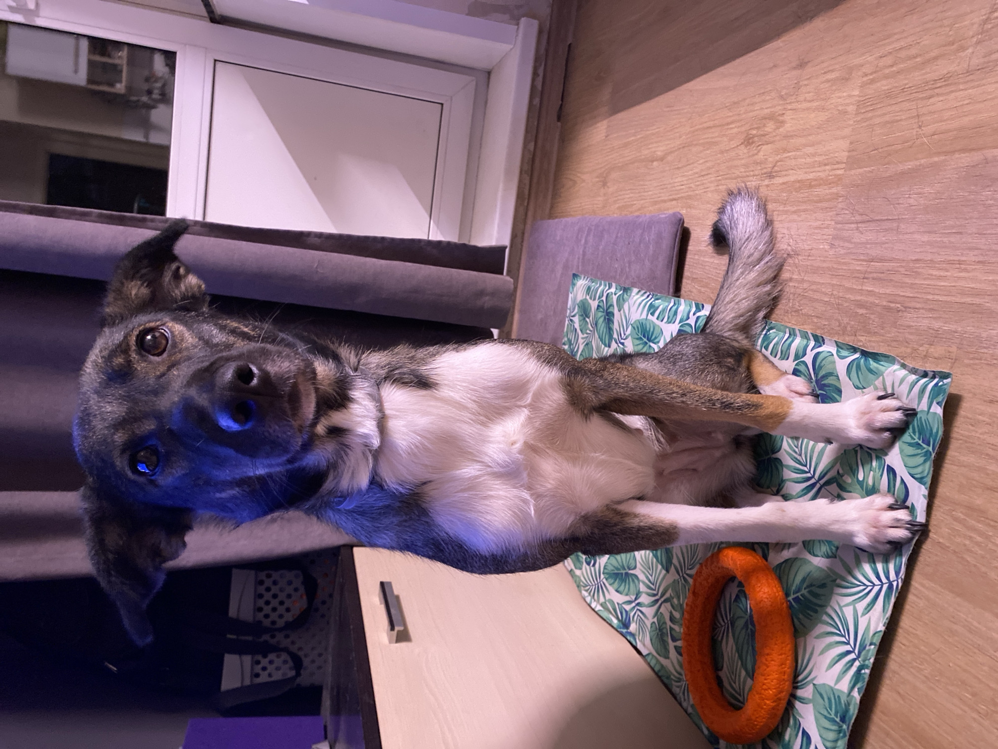 A medium-sized dog lies on its back on a leaf-patterned cushion on a wooden floor. An orange ring toy sits nearby. The dog has dark fur on its head and back, transitioning to white on its belly and legs. A grey cushion and a couch are visible in the background, along with a window. The location cannot be determined from the image alone.
