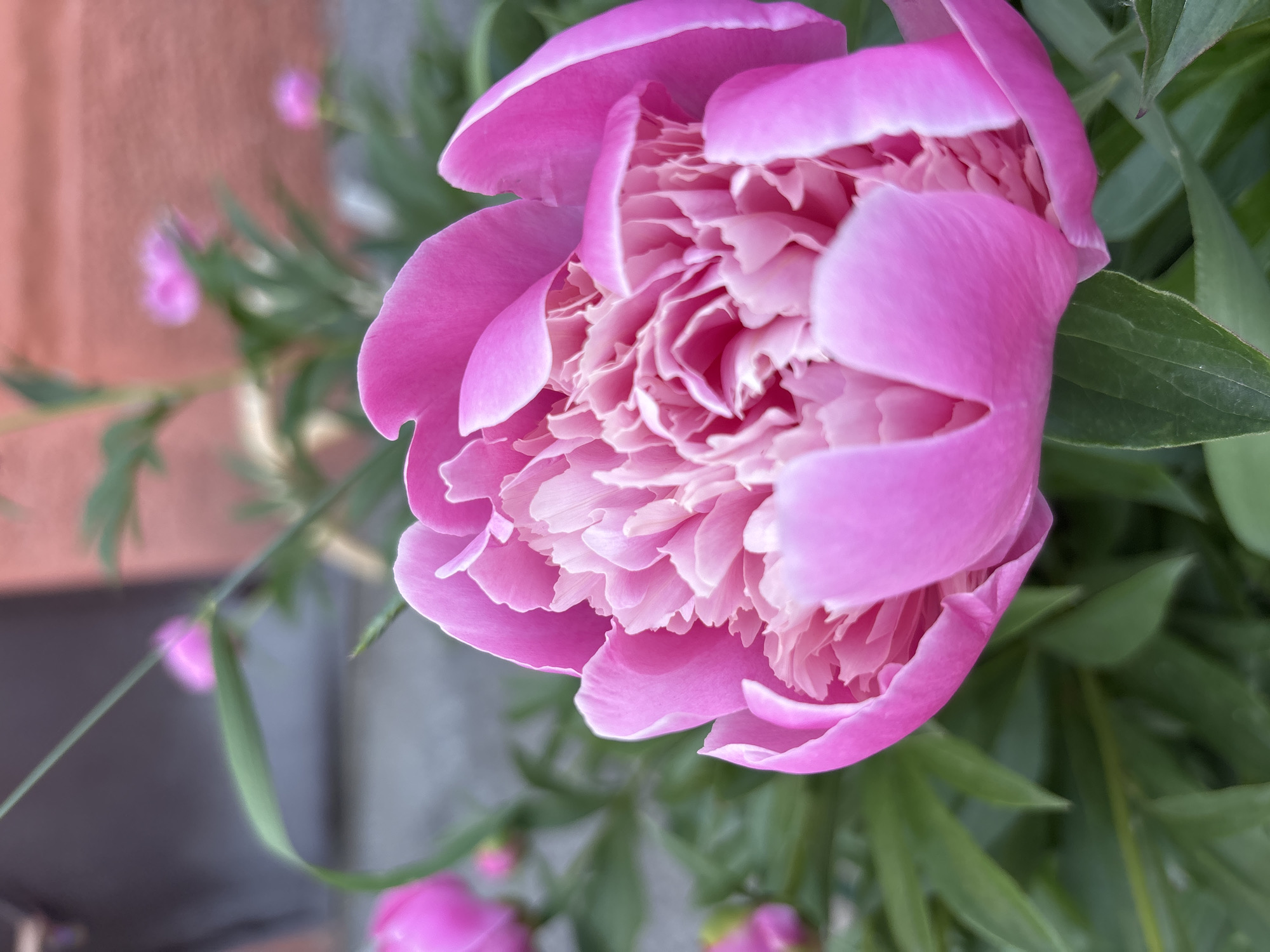 A close-up shot captures a vibrant pink peony bloom, its delicate petals unfurling to reveal a soft, ruffled center. Lush green foliage forms a verdant backdrop, with glimpses of other peony buds in the soft focus. The warm light highlights the flower's intricate texture, creating a romantic and serene atmosphere.