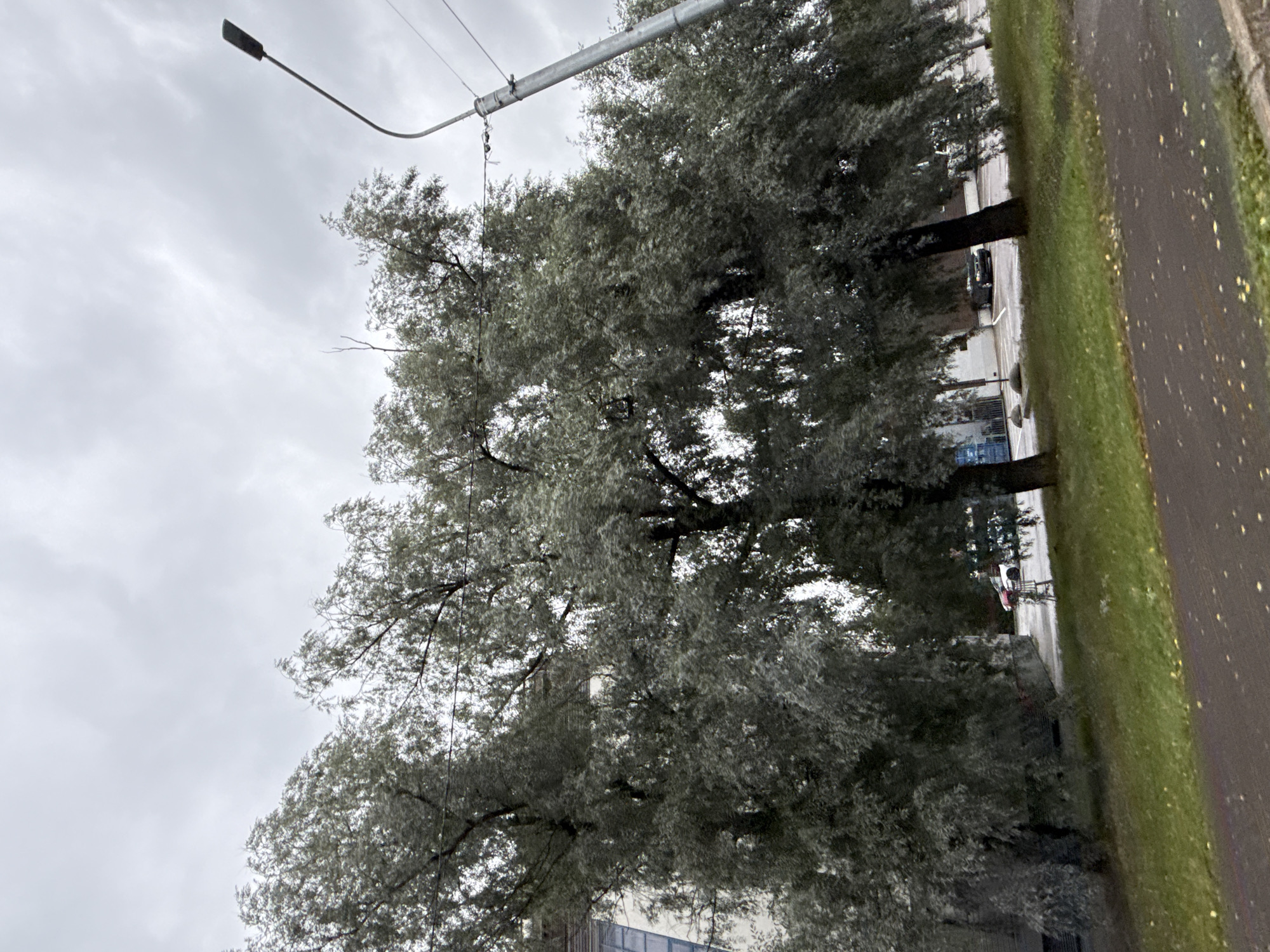 This is a medium shot of a street scene in Tallinn, Estonia on a cloudy day. In the foreground, there is a paved pathway with scattered yellow leaves. To the left of the pathway is a grassy area. Beyond the grass are several large trees with greyish-green foliage that are leaning over the street. To the left of the trees, a portion of a building with blue-tinted windows is visible. Further in the background, there is a parking lot with a few cars, including a white car with red accents and a dark sedan. A street lamp with a bent arm stands to the right of the trees. The sky is overcast with grey clouds.