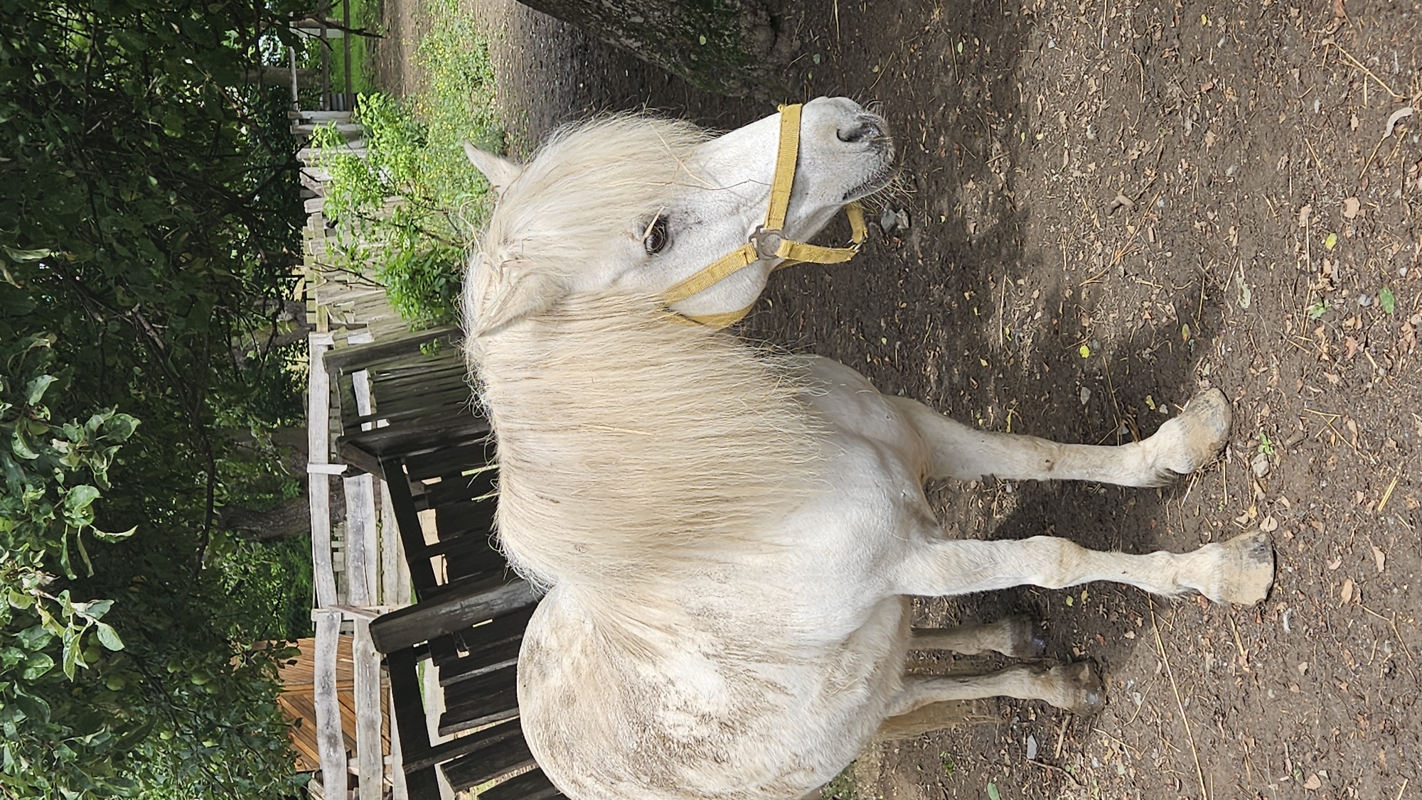 A light-colored pony with a yellow halter stands on a dirt ground in an outdoor enclosure. The pony has a long, light-colored mane that falls over its face. The enclosure appears to be a stable or paddock, with wooden fences and trees in the background. The ground is covered in dirt, leaves, and small stones. The overall impression is of a rustic farm or animal sanctuary setting. This scene is located at the Juraj Šajmovič Zoopark in Prešov, Slovakia.