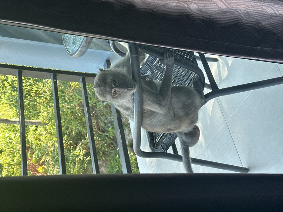 An adult long-tailed macaque (Macaca fascicularis) with greyish-brown fur is positioned on a dark-colored, woven patio chair on a tiled balcony in Phra Ae, Thailand. The macaque rests its forearms and head on the top horizontal bar of the chair's backrest, facing directly forward, appearing to look into the room from which the image was captured through a glass barrier. Its tail extends to the lower left, and its visible scrotum confirms it is an adult male. To the right, a portion of a glass-topped circular patio table is visible. The balcony is bordered by a dark railing, beyond which lush green foliage is illuminated by bright natural sunlight. The scene is framed by a dark vertical structure on the left and dark patterned curtains on the right, indicating observation through a doorway or window.