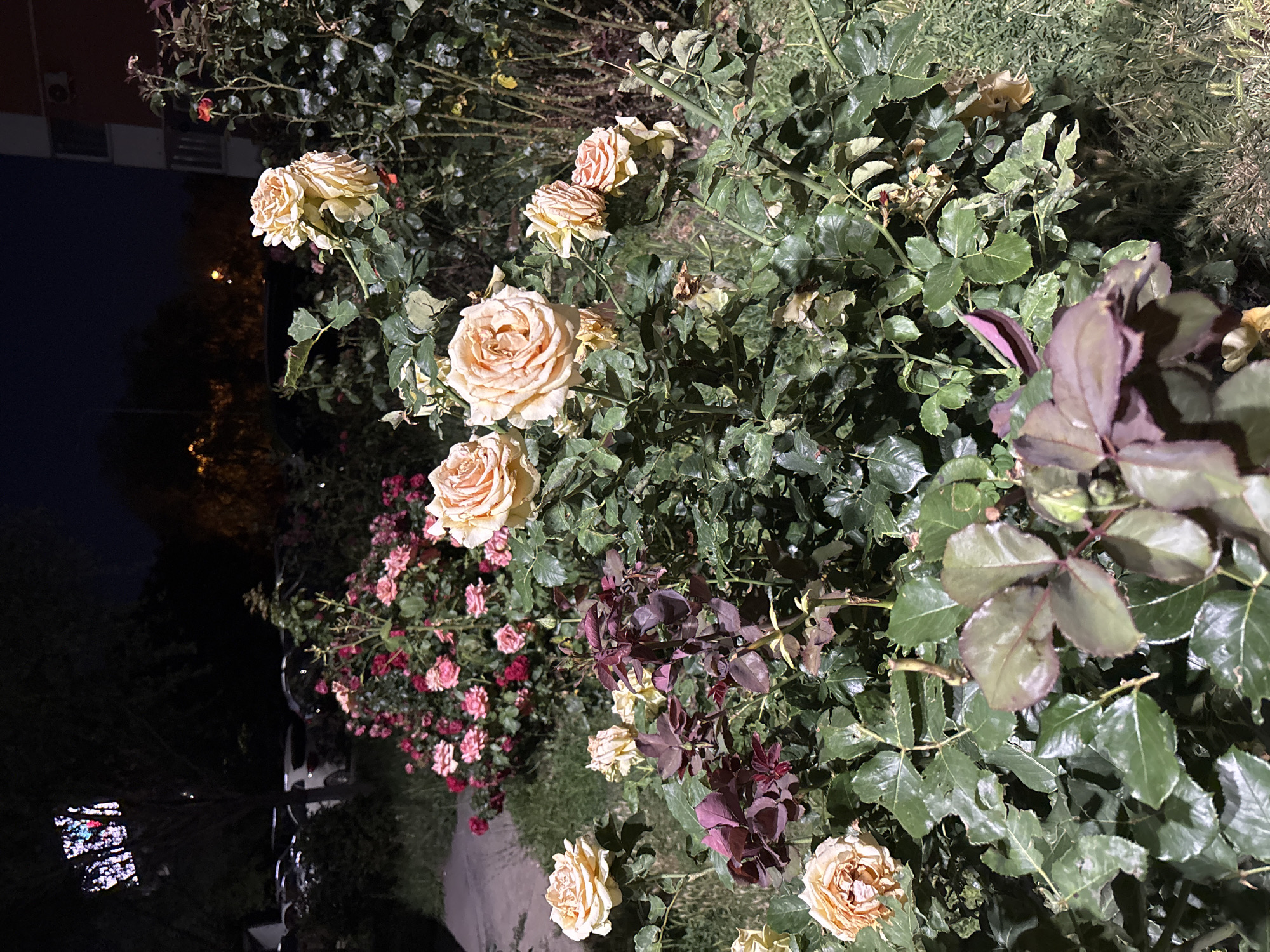 This is a vertical, eye-level shot of a rose bush at night in Krasnodar, Russia. The bush is dense with various types of roses, including pale peach, pink, and some with dark, almost purple, foliage. A few of the peach-colored roses are in full bloom, showcasing their layered petals. The pink roses appear to be smaller and clustered together. The overall lighting suggests it's nighttime, possibly illuminated by artificial light, casting some shadows. The ground is partially visible, appearing to be a pathway or garden bed covered in mulch or grass. In the background, a dark, out-of-focus area with some distant lights suggests an urban or suburban environment. There is no visible text in the image. The scene evokes a sense of quiet nighttime beauty in a garden.