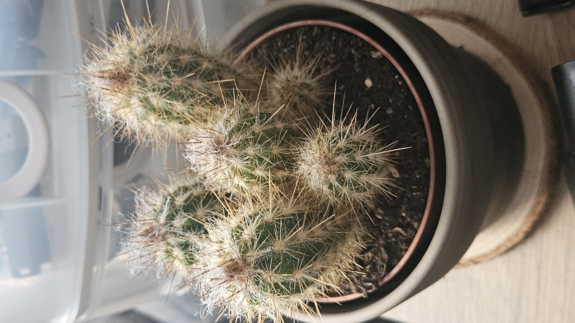 The image shows a close-up, eye-level shot of a potted cactus. The cactus is green with numerous sharp, light-colored spines and some fuzzy white filaments. It is planted in dark soil within a grey, circular pot, which rests on a light brown, circular coaster. The background is blurred and appears to be indoors, with a translucent white plastic container and a hint of a wooden surface. There are no people or animals visible in the image, and no specific identifiable landmarks of Bratislava are present. The lighting suggests an indoor environment, possibly near a window.