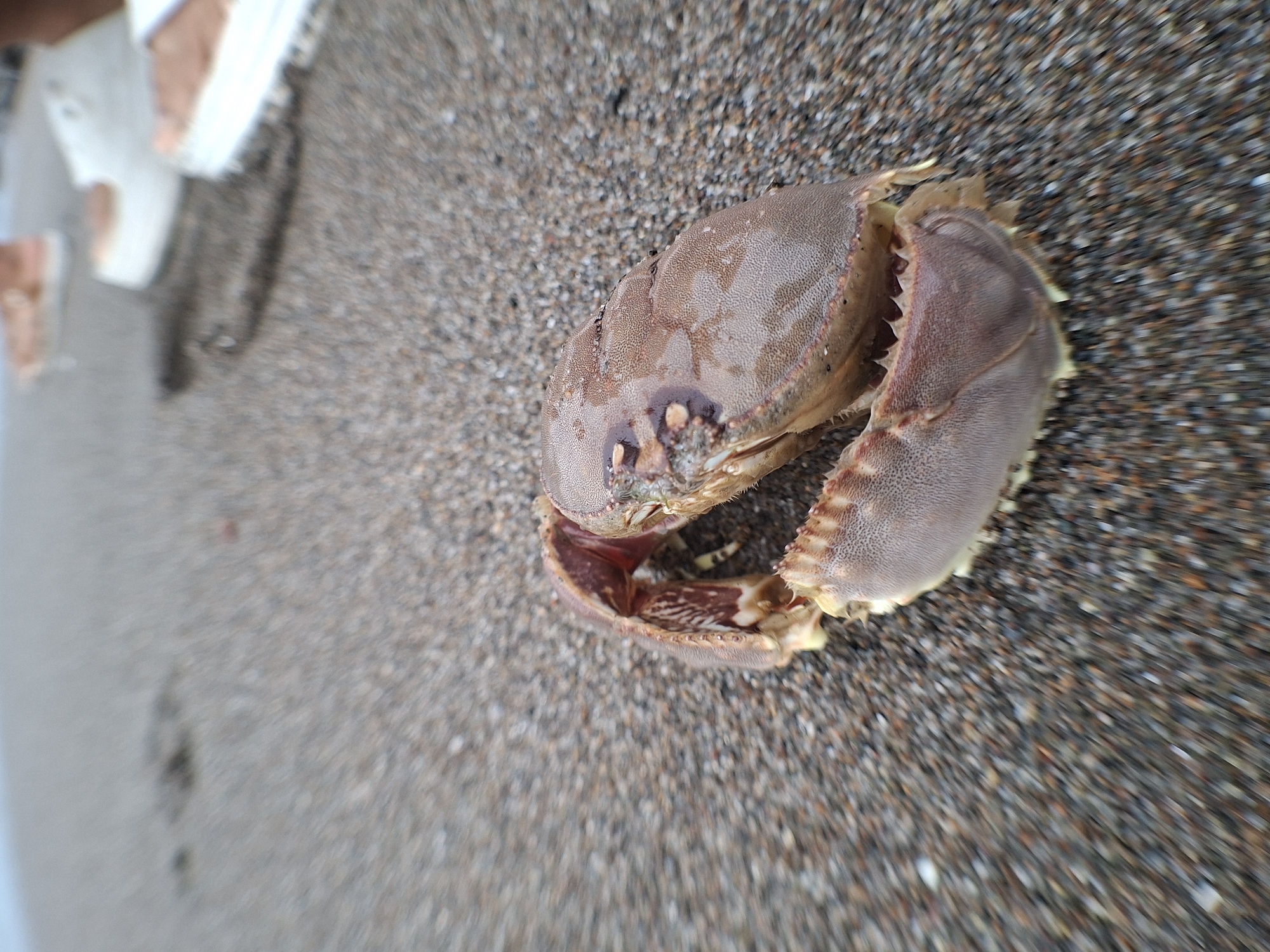 A deceased or molted crab, likely a Slipper Lobster, rests prominently on a dark, coarse-grained sandy beach. The crab, positioned towards the right side of the frame, displays a flattened, textured carapace in shades of brown and beige, with distinctive broad, serrated claws. Its anatomical details around the mouthparts are visible. The sand itself is a mix of dark and lighter grains, suggesting a beach environment, possibly wet in some areas. In the blurry background to the left, parts of human feet or legs, possibly clad in light-colored sandals or footwear, are partially visible, indicating a person observing the scene or walking by. The natural, bright lighting suggests it is daytime. The image captures a quiet moment of discovery on the beach in Lhokseumawe, Indonesia. No text is visible in the image.