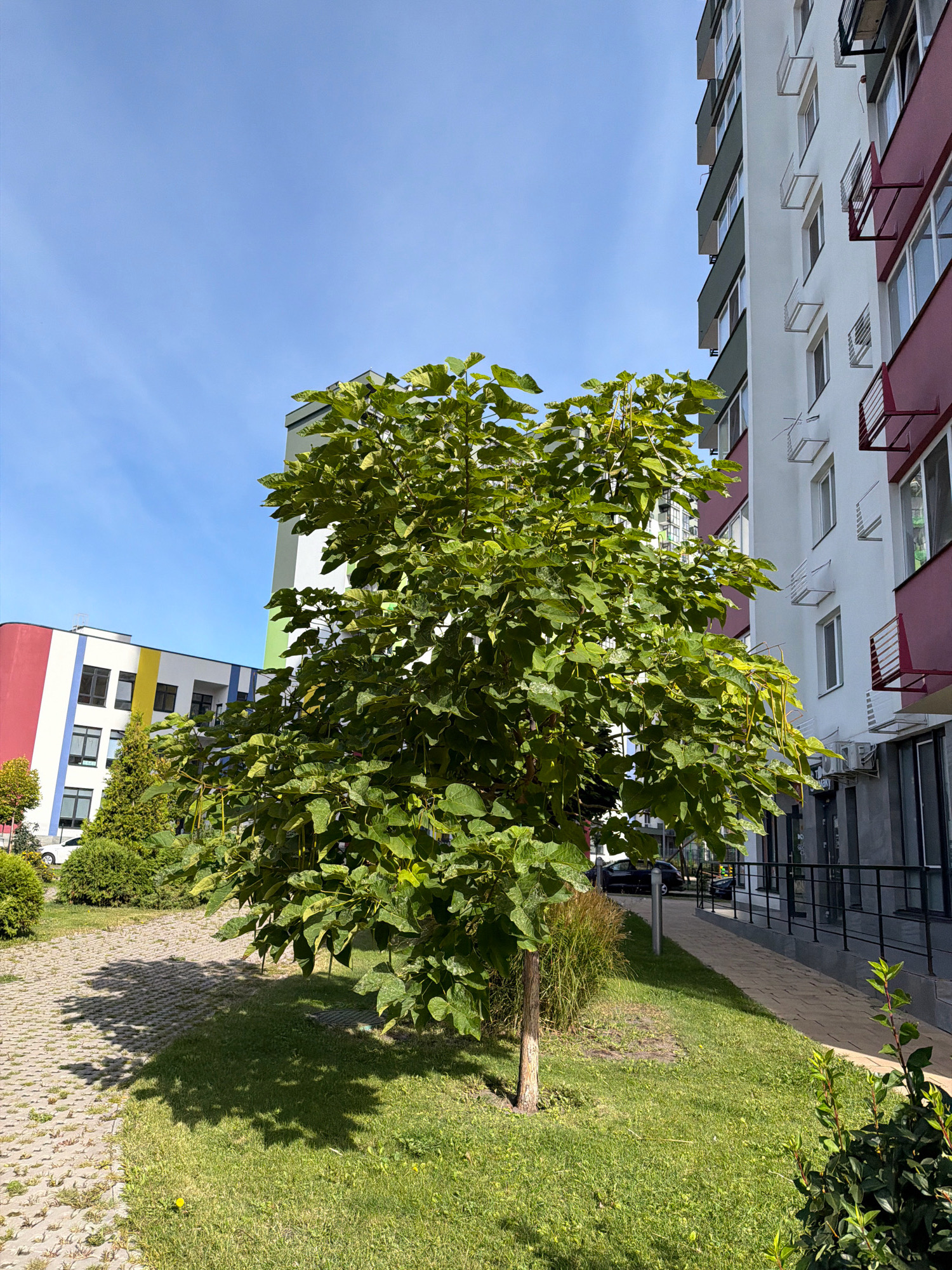 The image captures a sunny day in a modern urban environment, likely a residential area. In the foreground, a mature deciduous tree with lush green foliage stands in a grassy area. To the left, a pathway made of grey interlocking pavers leads away from the viewer. Behind the tree, a building with a white facade and dark windows is visible, with accents of maroon and green on its exterior. Further in the background, another building features a colorful design with vertical stripes of red, white, blue, and yellow. The sky is a clear, bright blue. The scene suggests a well-maintained outdoor space within a city, with a focus on green areas and contemporary architecture. The location is identified as Kyiv, Ukraine.