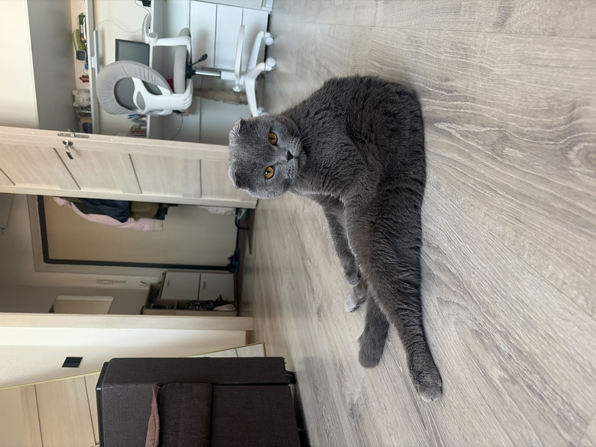 A gray Scottish Fold cat with yellow eyes is seated on a light wood-patterned floor, facing the camera. The cat's pose suggests it might be grooming or stretching. The background includes a partially open door revealing the interior of a room with a gray sofa. Further into the room are cabinets and a white office chair. The image appears to be taken indoors. Although there's no evidence to confirm, based on the style of furniture and interior, one may hypothesize that the location could be Saint Petersburg, Russia.