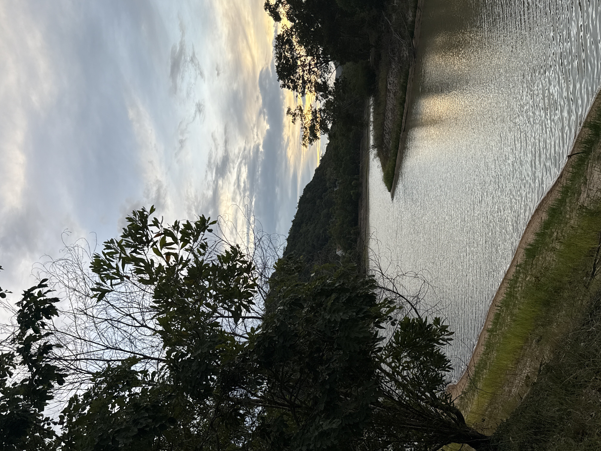 An outdoor shot captures a tranquil body of water winding through a verdant landscape, likely in Ko Samui District, Thailand. The water, reflecting the cloudy sky, has a gentle ripple. On the left, a tree with dark green leaves stands prominently, its branches extending into the frame. The shoreline on the left is a mix of sand and grass. Across the water, a densely forested hill rises, its slopes covered in lush vegetation. On the right bank, more trees are visible, their dark silhouettes contrasting with the lighter sky. The sky above is a mix of gray clouds and patches of soft yellow and white light, suggesting it may be either sunrise or sunset. No people or animals are present in the scene.