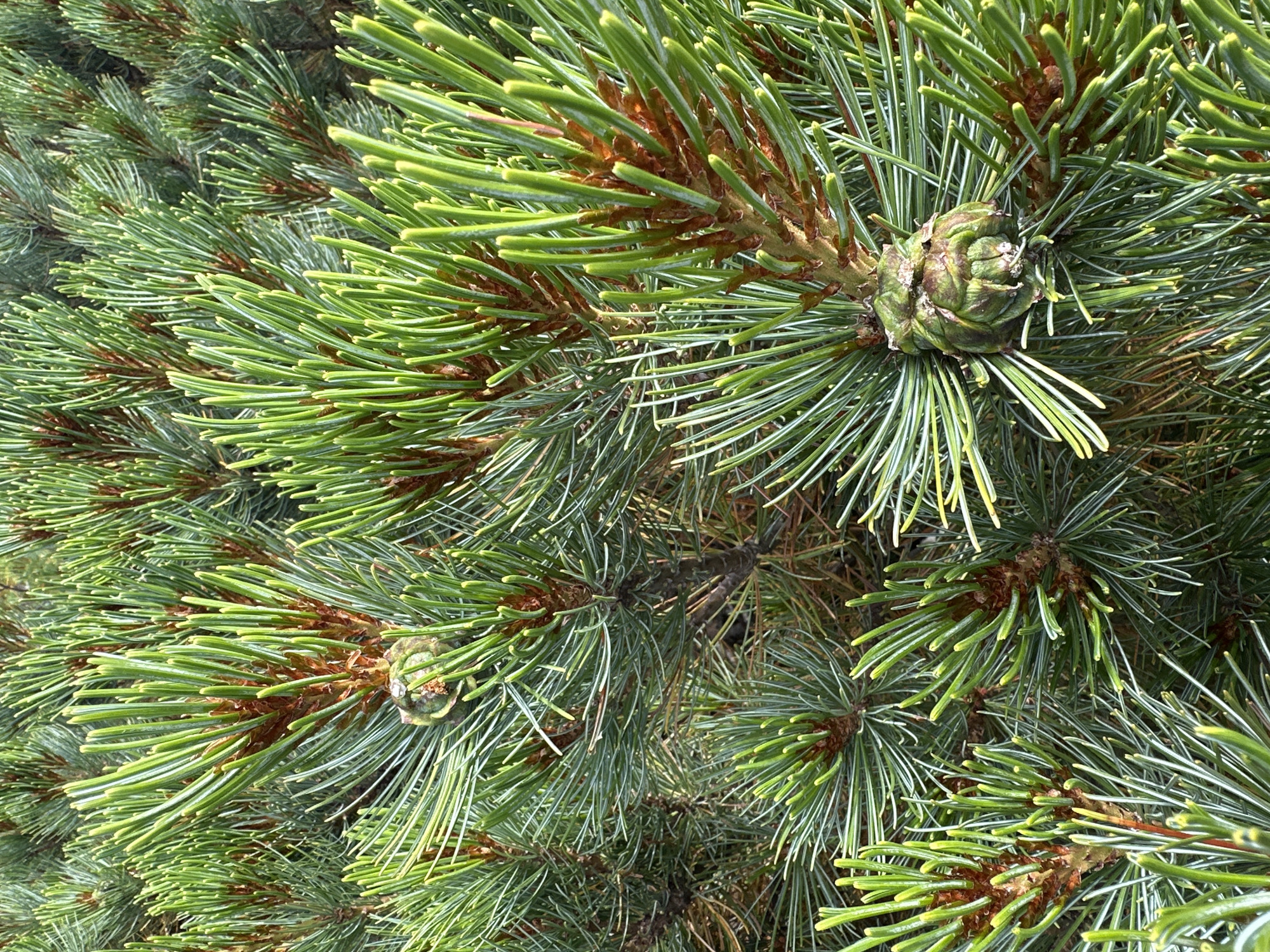 The image is a close-up, eye-level shot of a pine tree's branches, needles, and a young pinecone. The needles are a vibrant green with lighter green tips, and they grow in bundles. The branches are covered in reddish-brown bark. A small, immature pinecone, covered in green scales, is visible in the center of the frame. The background is filled with more pine branches, creating a dense, natural texture. The lighting suggests it is daytime, with soft shadows indicating diffused sunlight. The overall impression is one of a healthy, thriving pine tree in a natural environment. There are no people or man-made objects visible in the image, and its location within a city in Russia is not discernible from the visual information provided.