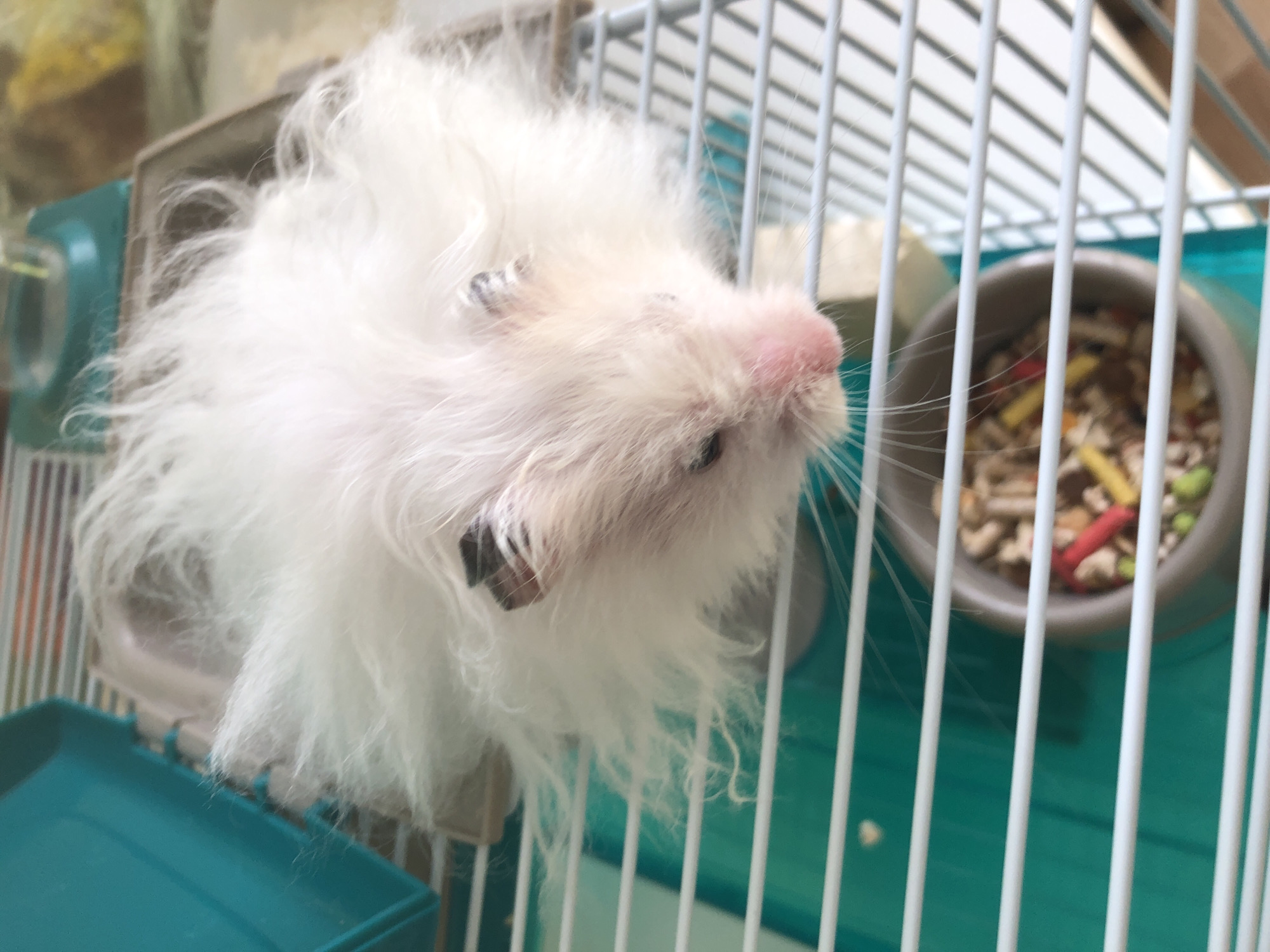 A close-up, high-angle shot shows a fluffy white hamster peeking over the edge of a white wire cage. The hamster's fur is long and disheveled, with dark patches visible around its eyes. Its pink nose is prominent, and its whiskers extend outwards. Below the hamster, in the cage, is a gray food bowl filled with hamster pellets and colorful treats, including red and yellow sticks, and green peas. The cage itself has a teal plastic base. The background is blurred, showing stripes and a green object, possibly part of the cage setup or bedding. The image composition focuses on the hamster and its immediate surroundings within the cage. The location is not discernible from the image itself.
