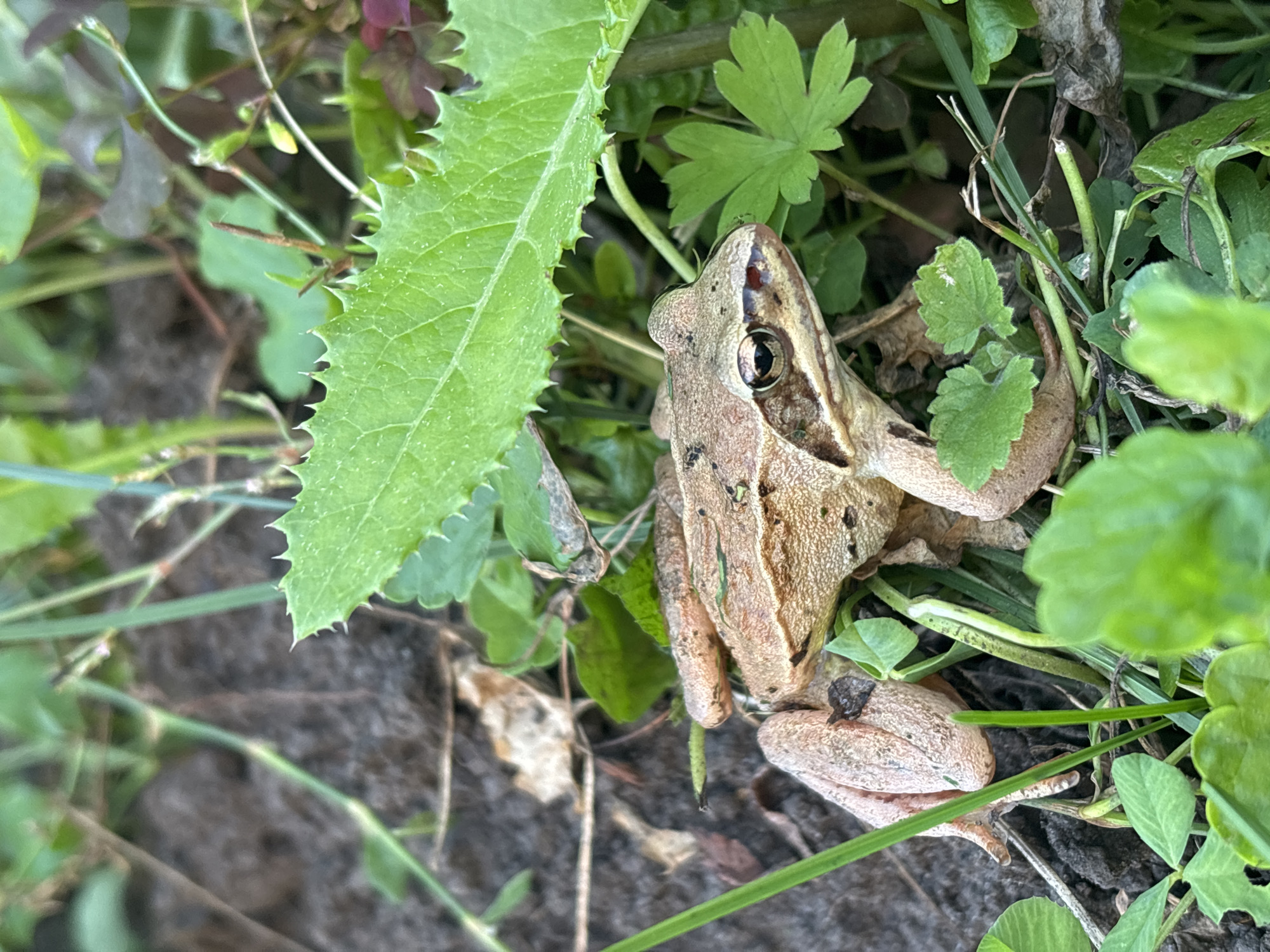 A brown frog is nestled amongst lush green foliage and dark soil. The frog's skin is textured, with darker speckles on its back and a lighter underside. It is facing to the right, with its eye clearly visible and dark. Its front legs are tucked in, and its hind legs are slightly bent, indicating it is resting. The environment is rich with various green plants and leaves, some with serrated edges, suggesting a natural outdoor setting. The soil appears moist and earthy. The overall scene is one of a frog camouflaged within its natural habitat. The location is Bobrovka, Russia.