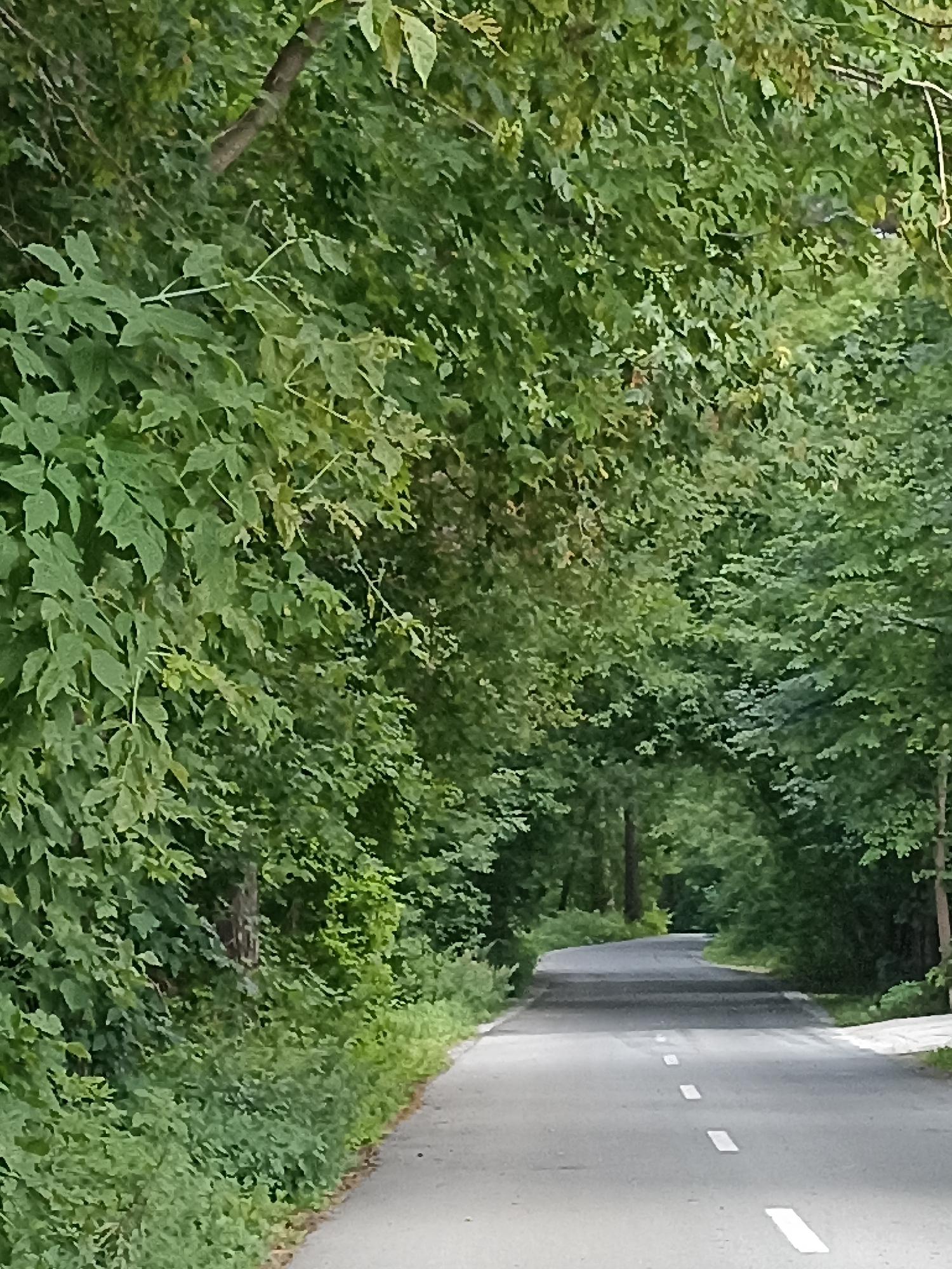 The image shows a paved road winding through a dense forest. The road has a dashed white line marking its center. The trees on either side of the road form a canopy overhead, creating a tunnel-like effect. The foliage is lush and green, suggesting a summer or late spring setting. There are no people or vehicles visible in the image. The scene appears to be a natural, undeveloped area within the city of Mochische, Russia.