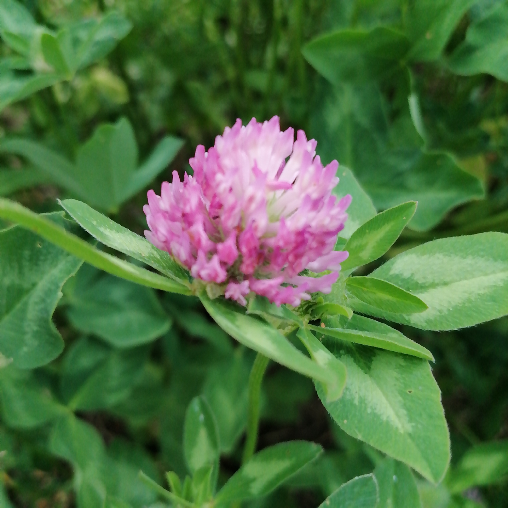 A close-up, slightly blurred, outdoor shot focuses on a pink clover flower. The flower head is round and densely packed with small, delicate petals, primarily in shades of pink with some lighter, almost white accents at the tips and center. It is supported by a green stem and surrounded by lush green clover leaves. Some of the leaves exhibit a lighter green, almost faded pattern. The background is a soft blur of more green foliage, suggesting a natural outdoor setting such as a park or meadow. The lighting appears to be natural daylight. The image was captured in Unknown, Unknown.