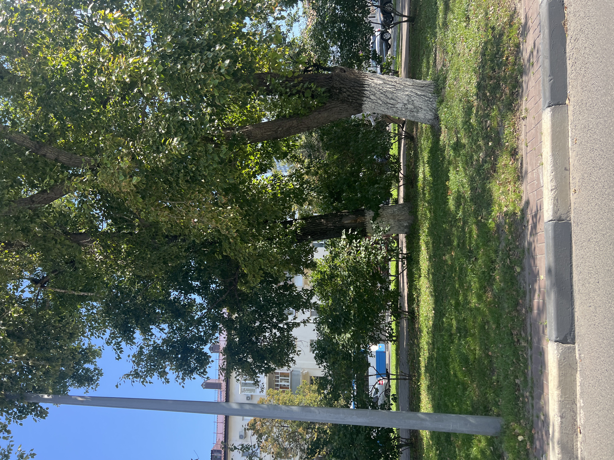 A sunny day in Ulyanovsk, Russia, features a view of a residential building with a tiled roof and several windows, partially obscured by the lush green foliage of mature trees. A tall, grey lamppost stands to the left of the frame. The trees, with their trunks whitewashed at the base, cast dappled shadows on the green grass and paved walkway. Beyond the trees, a blue and white bus and several cars are visible, suggesting the presence of a street or parking area. The scene is framed by a concrete curb and asphalt road in the foreground.