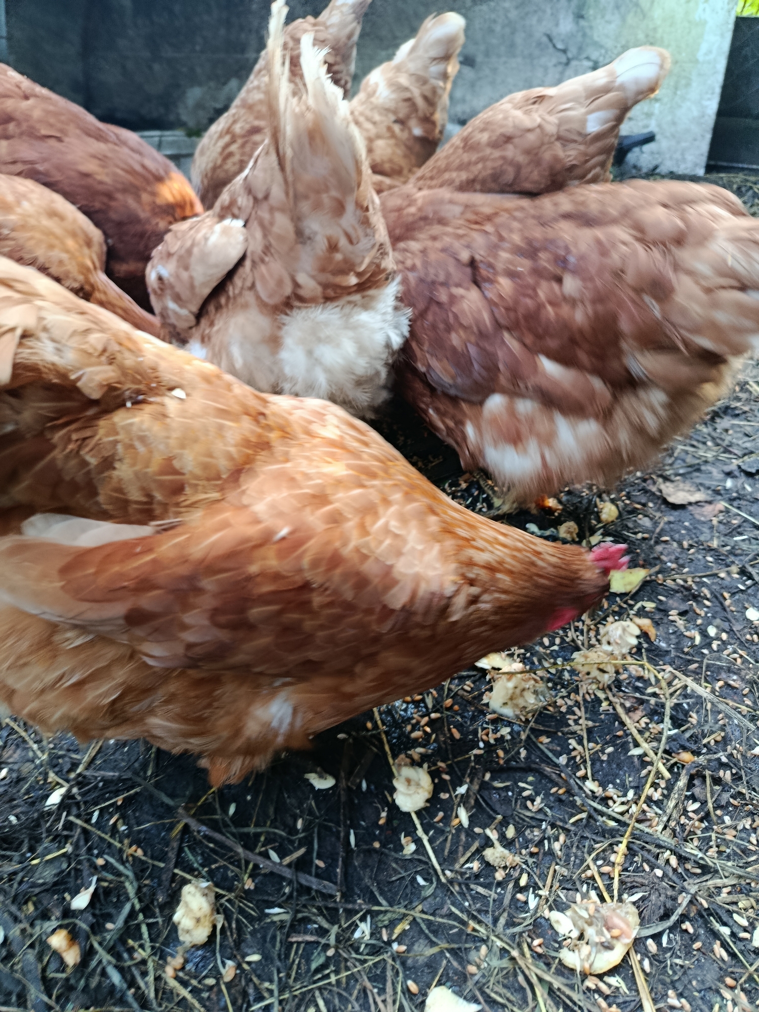 A flock of brown and red chickens are pecking at scattered grain and debris on dark, damp ground. The chickens are clustered together, with some heads down feeding, and others with their backs to the camera. The ground is a mix of soil, dry grass, and small pieces of organic matter. In the background, a light gray, textured surface, possibly a wall or fence, is visible. The scene appears to be an outdoor enclosure or yard. There are no people present in the image. The location is identified as Vareya, Russia, based on the provided information.