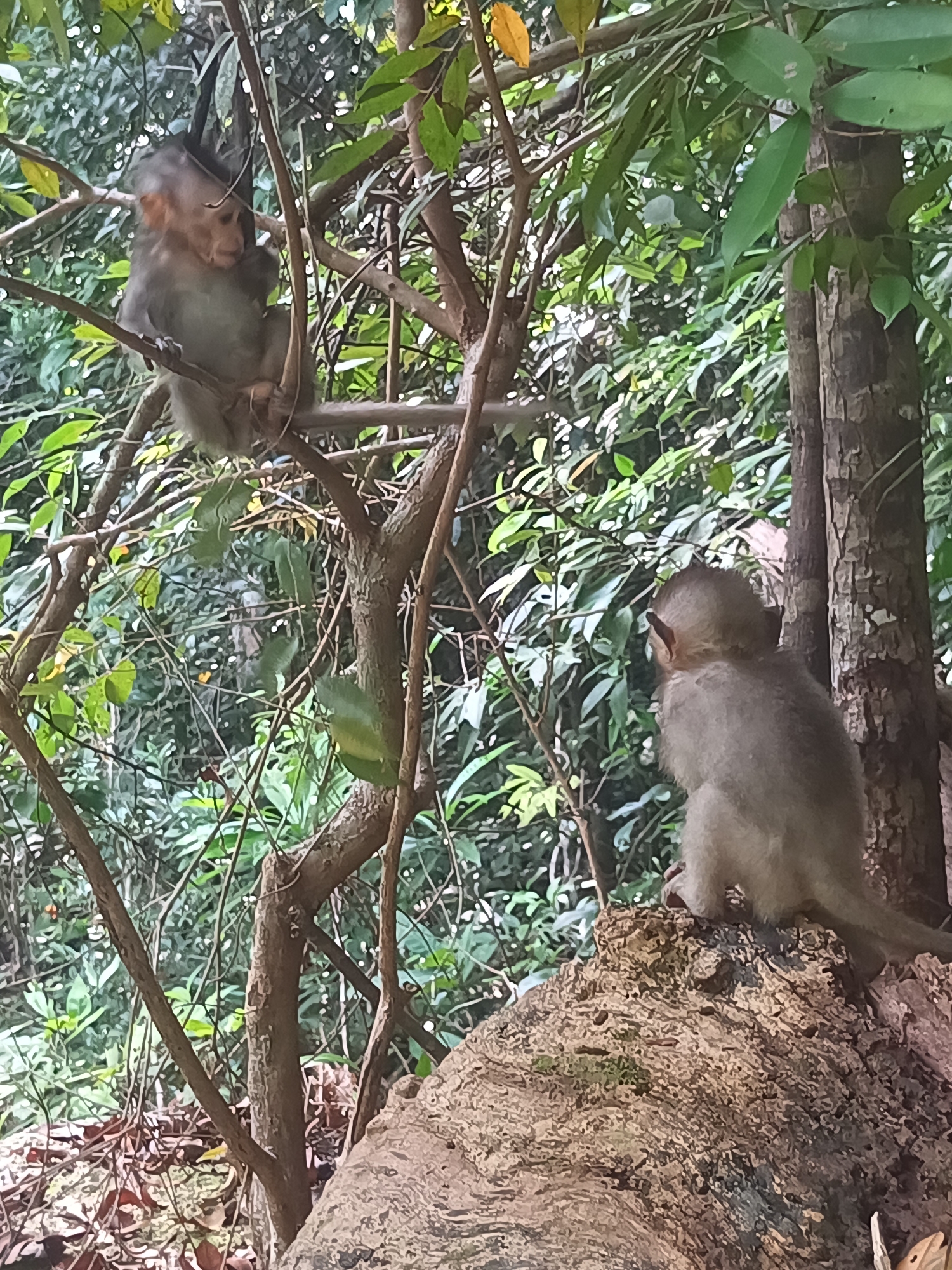 The image depicts two monkeys in a densely vegetated area, possibly a forest. One monkey is perched on a branch in a tree, while the other sits on what appears to be a large, mossy tree stump. The surrounding environment is filled with trees and greenery. The location is within the city of Baan Thong Nang, Thailand.