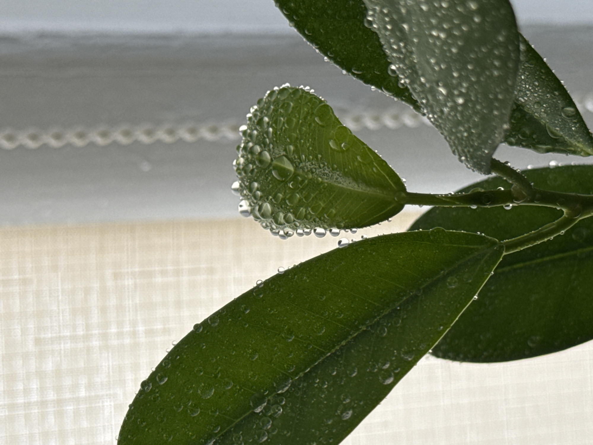 The image shows a close-up of a plant with water droplets on its green leaves. The plant is positioned in front of a window with sheer curtains that are illuminated by soft light. A beaded string hangs vertically in the background, partially obscuring the curtains. The scene is likely captured indoors, possibly in a residential setting within the city of Troitske, Ukraine. There are no people or animals visible in the image. The focus is on the delicate texture of the leaves and the glistening water droplets.