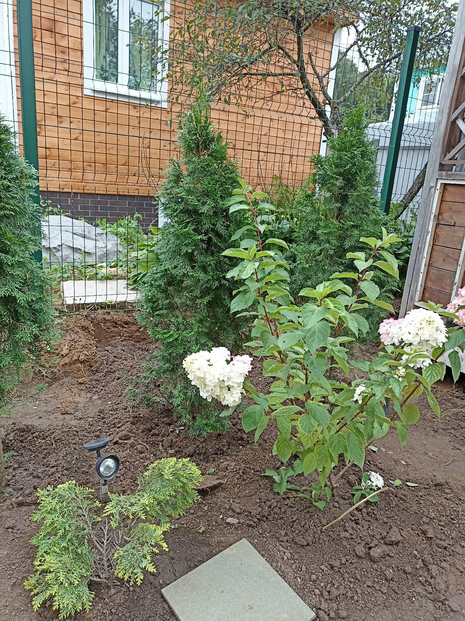 The image depicts a garden area with several plants and a wooden fence in the background. In the foreground, there are two small, coniferous shrubs with a solar-powered garden light placed between them. To the right of these shrubs, a larger hydrangea bush with white and pink blossoms is visible. Behind the hydrangea, a tall, slender coniferous tree stands. Further back, more coniferous trees are present, along with a wooden building with a window. The ground is covered in dark soil. A grey paver stone is partially visible in the lower right corner of the image. The overall scene suggests an outdoor residential garden setting.