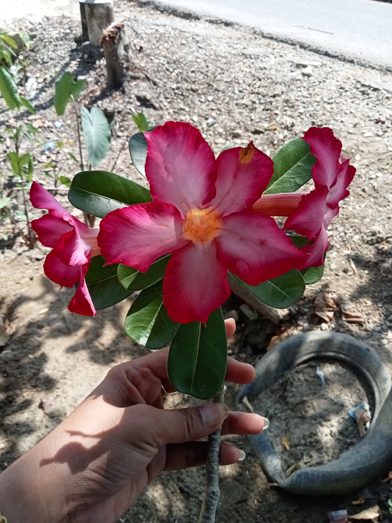 In Matangsijuek Timur, Indonesia, a close-up shot captures a person's hand holding a branch with pink Adenium flowers and green leaves. The hand, with manicured fingernails, gently supports the stem. The background features a dusty, pebble-strewn ground with scattered dry leaves. A weathered, grey post stands to the left, partially obscured by foliage. To the right, a discarded black tire lies on the ground, its surface also covered in dust and debris. The scene is illuminated by natural daylight, casting shadows of leaves and branches on the ground.
