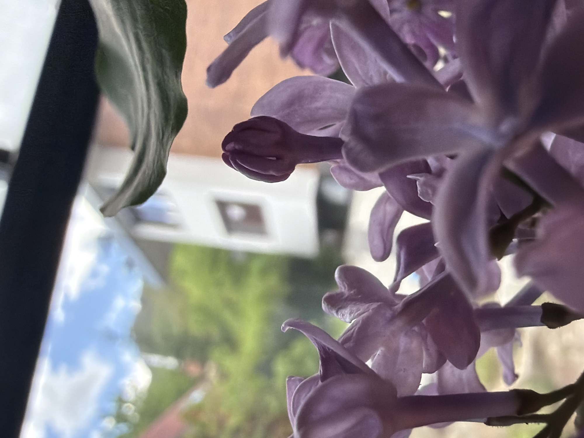 The image shows a close-up view of lilac flowers, likely indoors near a window. Through the window, a blurred cityscape is visible, including a white building with a window, green trees, and a blue sky with clouds. The exact location is unknown.