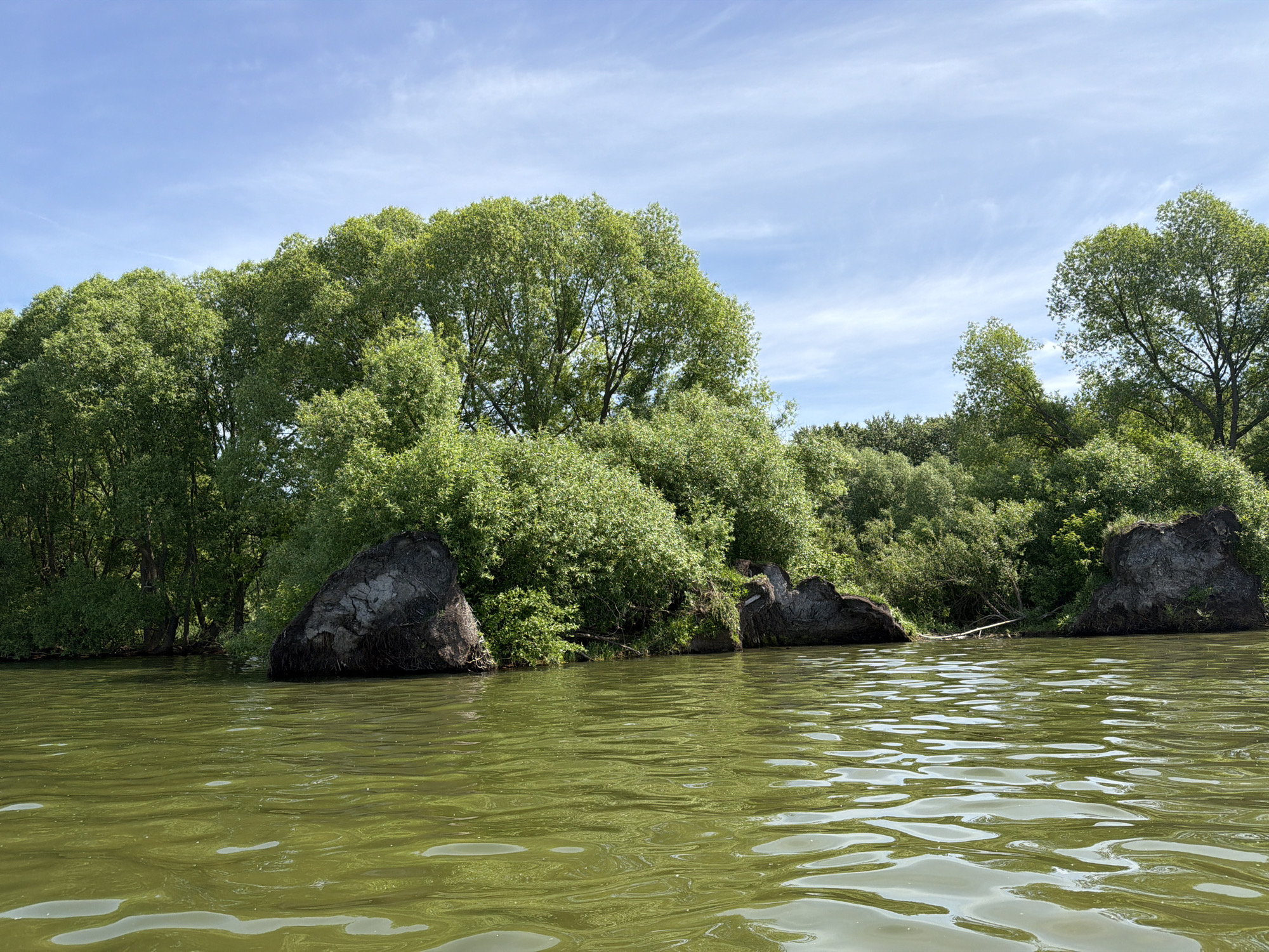 This full-frame image captures a natural waterscape under a bright sky. The upper third of the frame shows a light blue sky with thin, wispy white cirrus clouds scattered across it. Below the sky, a dense line of vibrant green deciduous trees and bushes forms a forested bank, extending across the entire width of the image. The foliage appears full, indicating late spring or summer.
The lower two-thirds of the image depict a body of water with an olive-green hue. The water surface is textured with numerous ripples and gentle waves, reflecting patches of light. Some lighter, irregular patterns are visible on the water, possibly indicating surface film or pollen.
Along the immediate waterline, several large, dark, irregular masses are prominent. These appear to be exposed, overturned tree root systems or stumps, with rough, textured surfaces, suggesting bank erosion. One such mass is visible on the far left, another near the center, and a third on the far right. Between the central and right root formations, a light-colored, slender branch or small log lies horizontally, partially submerged in the water and resting against the bank. No people, animals, or man-made structures are visible.
The scene is located in the city of Unknown, Unknown.