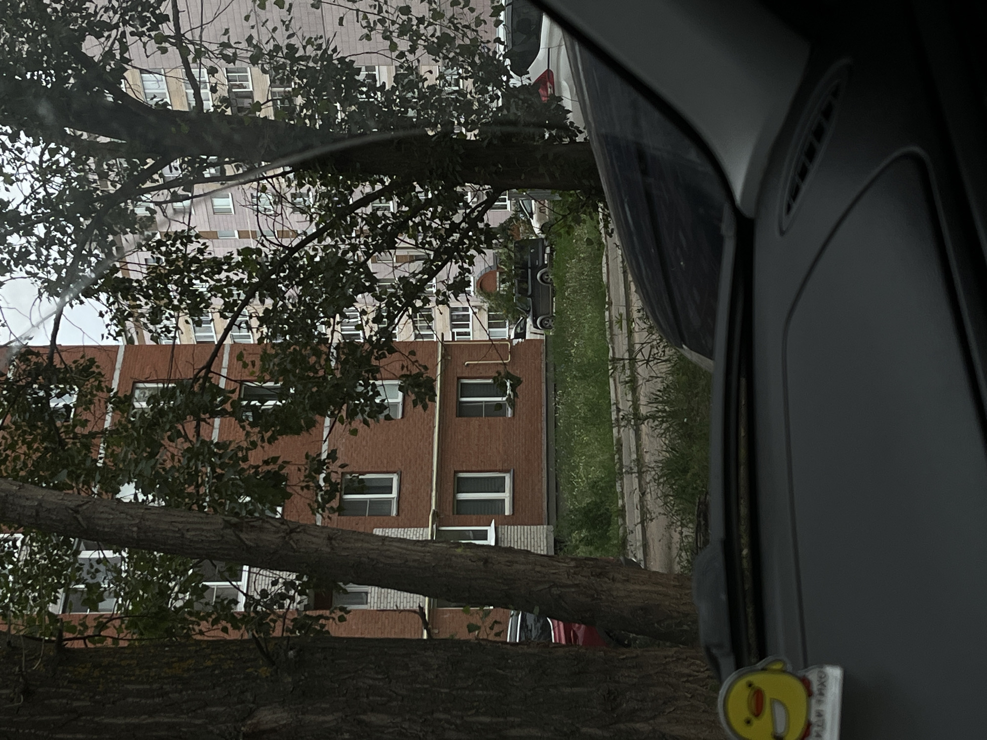 The image captures a view from inside a vehicle, looking out through the passenger-side window at an urban scene. The primary subjects are a large, fallen tree trunk that dominates the foreground, partially obscuring a brick apartment building in the background. The building appears to be several stories high, with numerous windows, many of which are white-framed. Trees with dark green foliage are scattered throughout the scene, some leaning over the building.
The context suggests this is an outdoor scene, likely in a residential area of Chaikovsky, Russia. The time of day appears to be overcast or late afternoon, as the lighting is somewhat dim and diffused, creating soft shadows. The weather seems calm, with no obvious signs of strong winds or rain. The presence of the fallen tree suggests a possible recent storm or natural event.
Inside the car, the interior of the vehicle's dashboard and window frame are visible on the right side of the image. A small, yellow cartoon duck sticker with a red beak and white eyes is attached to the dashboard or interior trim, adding a touch of personal detail. There is some faint, unreadable text on the sticker. The overall mood is one of observation, looking out at a slightly melancholic or uneventful urban landscape, marked by the presence of nature's impact.
