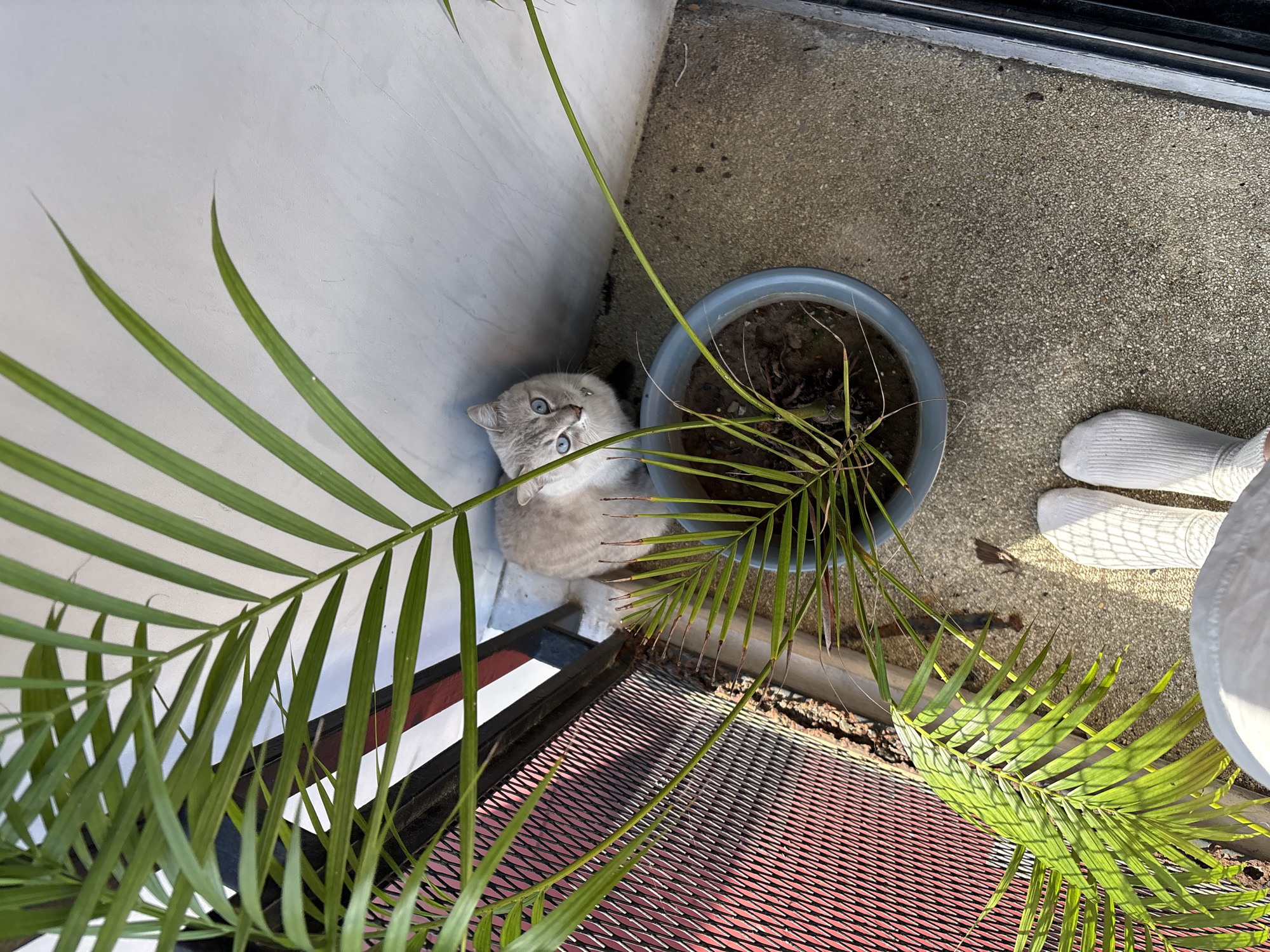 In Choeng Thale, Thailand, a light grey cat with striking blue eyes sits beside a potted palm plant on a textured concrete balcony. The cat is looking upwards towards the camera. The balcony is partially shaded by the large palm fronds. To the left, a metal railing with a red mesh backing is visible. In the foreground, a pair of white socks is on the feet of the person taking the photo, which is angled downwards. The background wall is light-colored and textured.