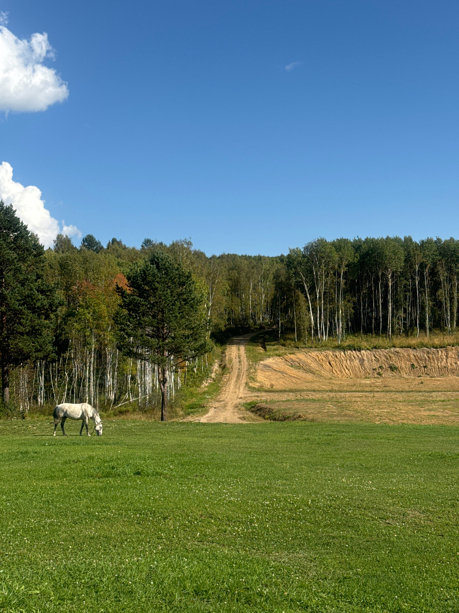 A lone white horse grazes in a lush green field. Behind the field, a dirt road winds its way up a gentle slope, disappearing into a dense forest of birch and pine trees. The sky above is a clear, bright blue with a few scattered white clouds. The scene appears to be a natural landscape, possibly a rural area or a park, given the presence of the horse and the expansive fields and forest. The time of day appears to be daytime, likely late morning or early afternoon, due to the bright sunlight and clear sky. The overall impression is one of tranquility and natural beauty.