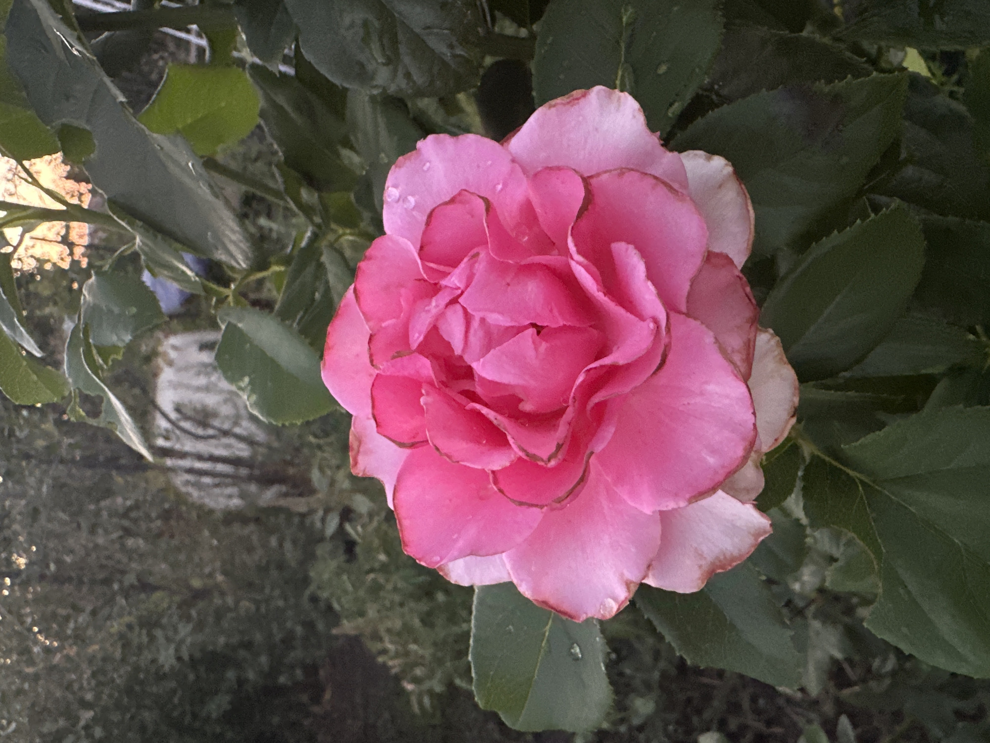 The image captures a close-up of a vibrant pink rose in full bloom, with its petals layered intricately. The rose is set against a blurred background of dark green foliage and hints of dappled sunlight filtering through trees, suggesting an outdoor setting, possibly a garden. A few dew drops are visible on the petals and leaves. The overall lighting indicates it may be late afternoon or early evening. The image does not contain any people or specific identifiable landmarks that would allow for precise location within Kostanay, Kazakhstan.