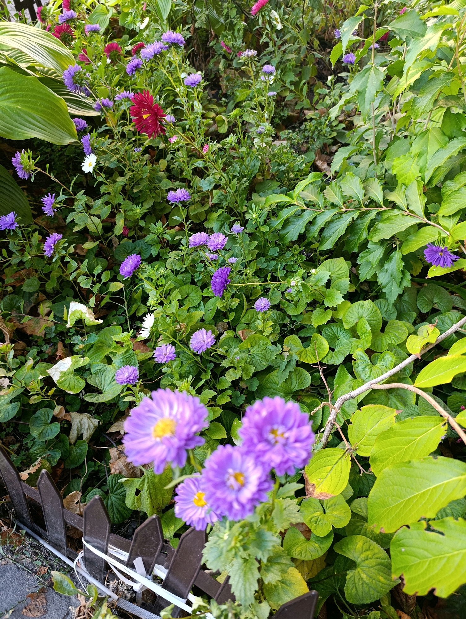 The image shows a close-up view of a flowerbed with a variety of asters and other foliage. Purple asters are the dominant flower, with some appearing in full bloom and others as buds. There are also a few dark pink asters and at least one white aster visible. The flowers are surrounded by lush green leaves of varying shapes and sizes, with some fallen brown leaves scattered on the ground. A dark brown, pointed picket fence runs along the bottom left of the frame, secured with white zip ties. In the background, more green foliage and hints of other flowers are visible. The scene suggests a garden setting in an urban environment. While the image captures a natural scene, there is no direct evidence to place this specific location within the city of Cherkasy, Ukraine.