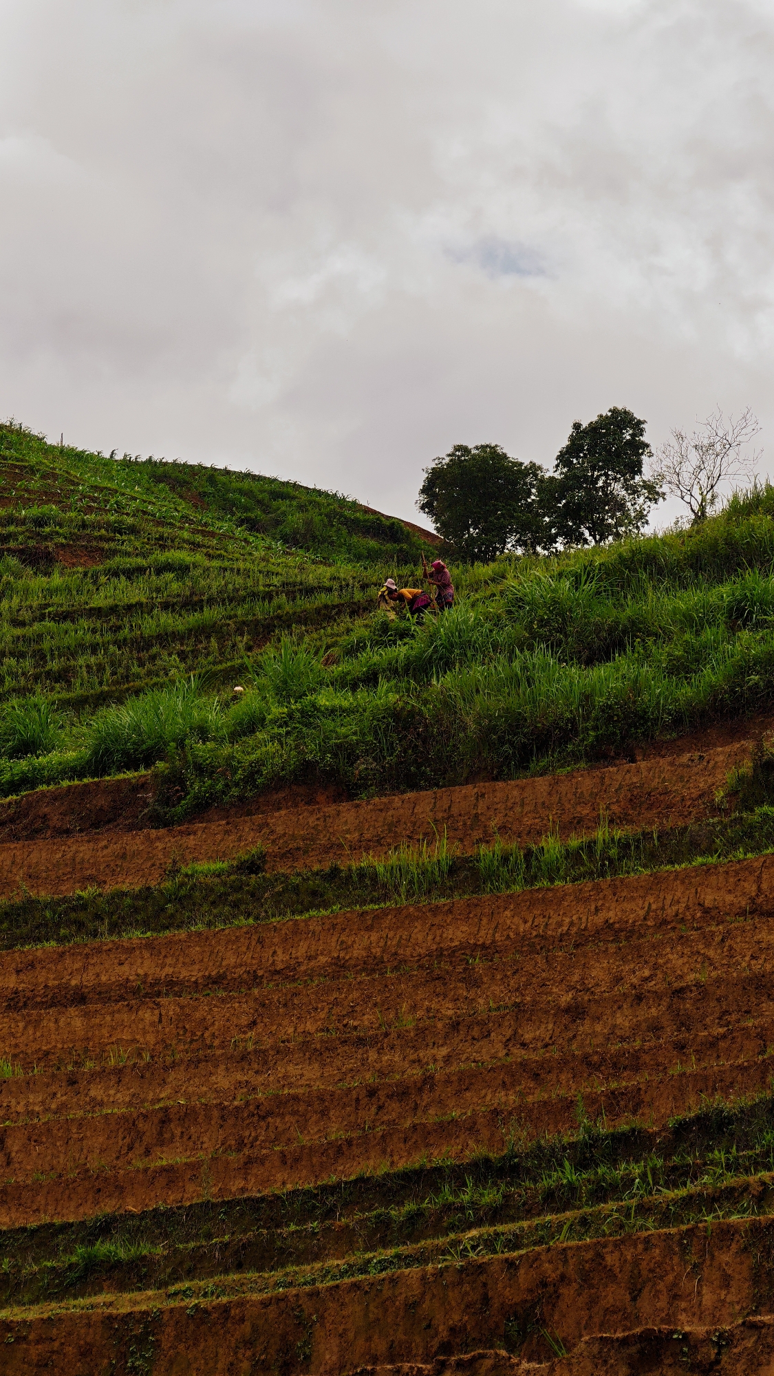 This image depicts a terraced agricultural landscape on a hillside in Mù Cang Chải, Vietnam, under an overcast sky. The upper approximately 40% of the frame shows a light grey sky with dense cloud cover, revealing a small patch of lighter blue-grey.
The hillside is characterized by numerous horizontal terraces, indicative of cultivation on a steep slope. The upper terraces are predominantly covered with vibrant green vegetation, appearing as both rows of young crops and taller grasses. Two individuals are engaged in manual labor on one of these upper green terraces, slightly left of center. One person, on the left, wears a yellow top and light head covering, bent over a tool that extends upwards. The second person, on the right, wears a patterned purple top and head covering, also bent over and working with a long tool. Their actions suggest tilling, planting, or weeding.
To the right of the individuals, on the upper ridge of the hill, a cluster of trees is visible: two with dense green foliage and one to their right with bare, skeletal branches.
The lower half of the image primarily showcases extensive reddish-brown soil terraces, freshly tilled or prepared for planting, with sparse strips of nascent green vegetation between some of the tilled sections. The ground appears moist. The overall scene captures agricultural activity within a prominent terraced environment.