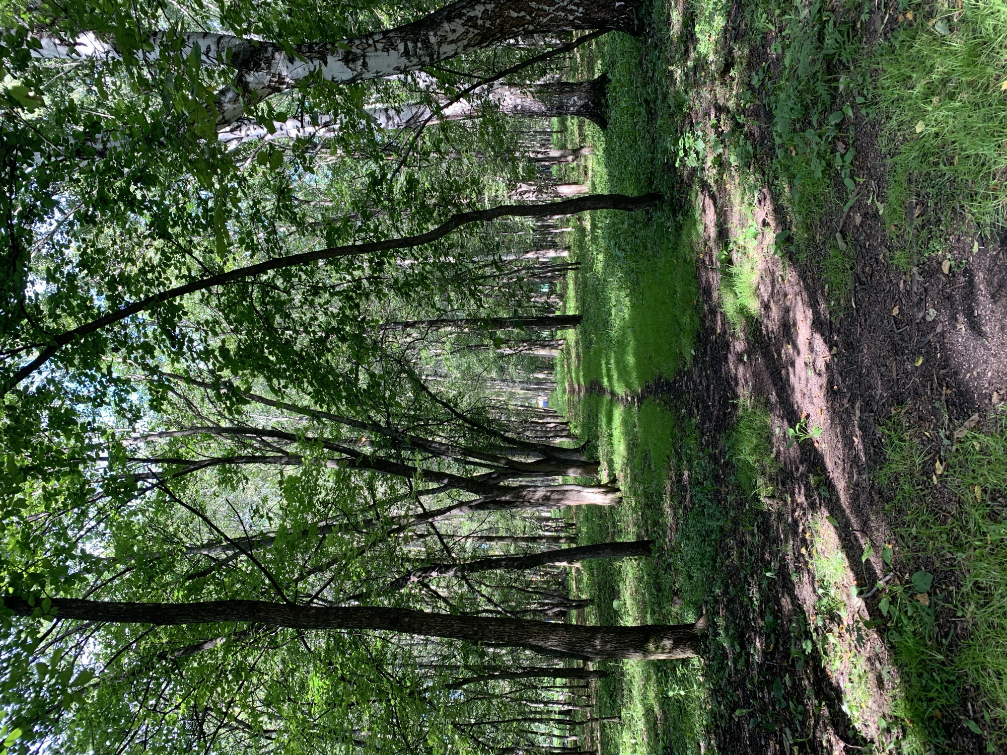 The image depicts a sun-dappled forest path in Prokopyevsk, Russia. A narrow dirt trail winds through a dense deciduous forest, with sunlight filtering through the overhead canopy, creating patterns of light and shadow on the path and surrounding ground cover. The trees are tall and slender, with lush green foliage. The forest floor is covered in a mixture of grass, fallen leaves, and dark soil. The overall impression is one of a tranquil, natural setting within the city. No people or specific structures are visible in the image.