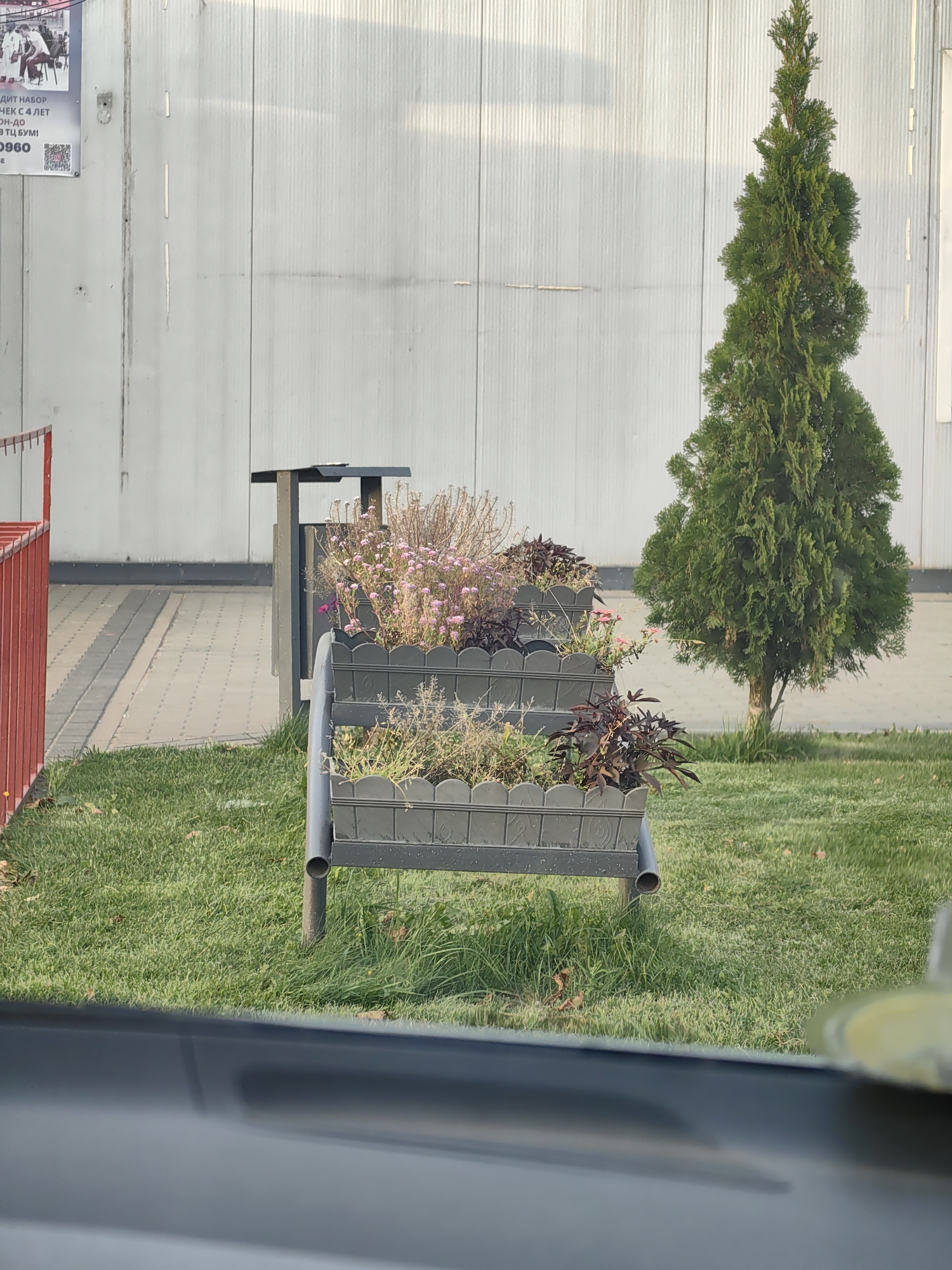 The image shows an outdoor scene in Fanipal, Belarus, with a focus on decorative planters and a small coniferous tree. A grey tiered planter contains a mix of dried and flowering plants, with small pink blossoms visible. Behind the planters, a tall, slender evergreen tree stands against a plain, light-colored corrugated metal wall. To the left of the planters, a red metal fence is partially visible. The ground is covered in green grass, with fallen leaves scattered on it. In the foreground, the top edge of a car's dashboard or window frame is visible, suggesting the photo was taken from inside a vehicle. The overall impression is of a neat, maintained outdoor area.