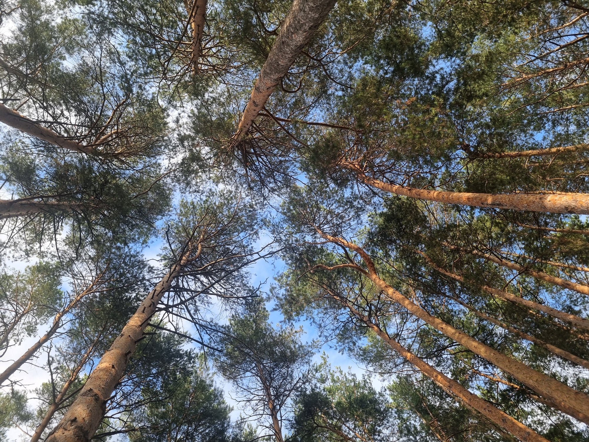 A low-angle shot looks up through a dense forest of tall pine trees in Chaikovsky, Russia, revealing a bright blue sky with scattered white clouds. The sunlight filters through the needles of the evergreen trees, casting shadows and highlighting the textured bark of the trunks. The branches of the trees crisscross overhead, creating a canopy that partially obscures the sky. The scene captures the natural beauty of a forest environment, emphasizing the verticality of the trees and their interaction with the sky.