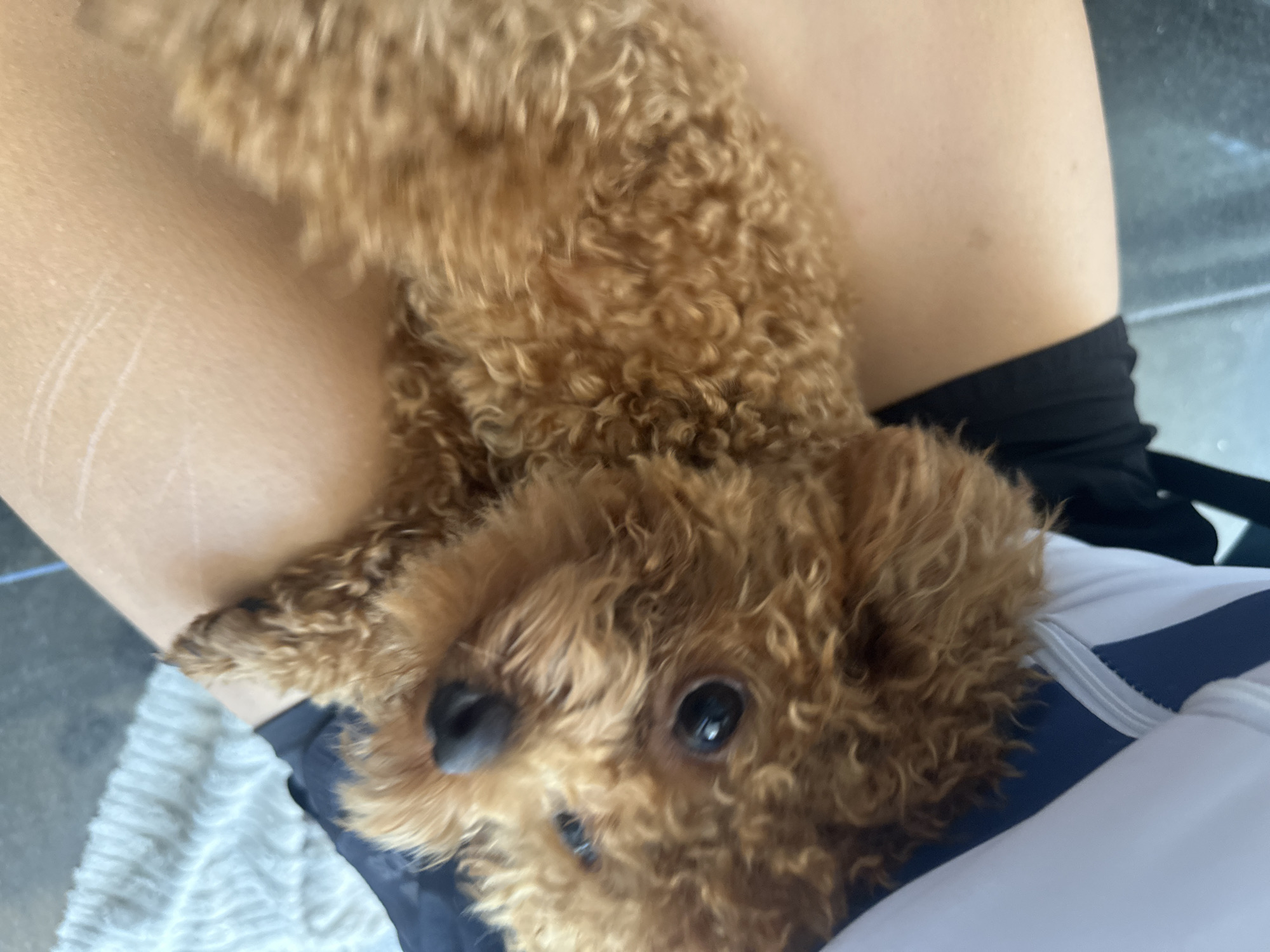 A close-up, slightly tilted shot shows a small, brown, curly-haired dog nestled on someone's lap. The dog's face is prominent, with a small, black nose and large, dark eyes looking directly at the camera. The person's bare leg is visible, along with parts of clothing, including black and white striped fabric. The background is blurred. No information from the image identifies that it was taken in Bac Nha Trang Ward, Vietnam.