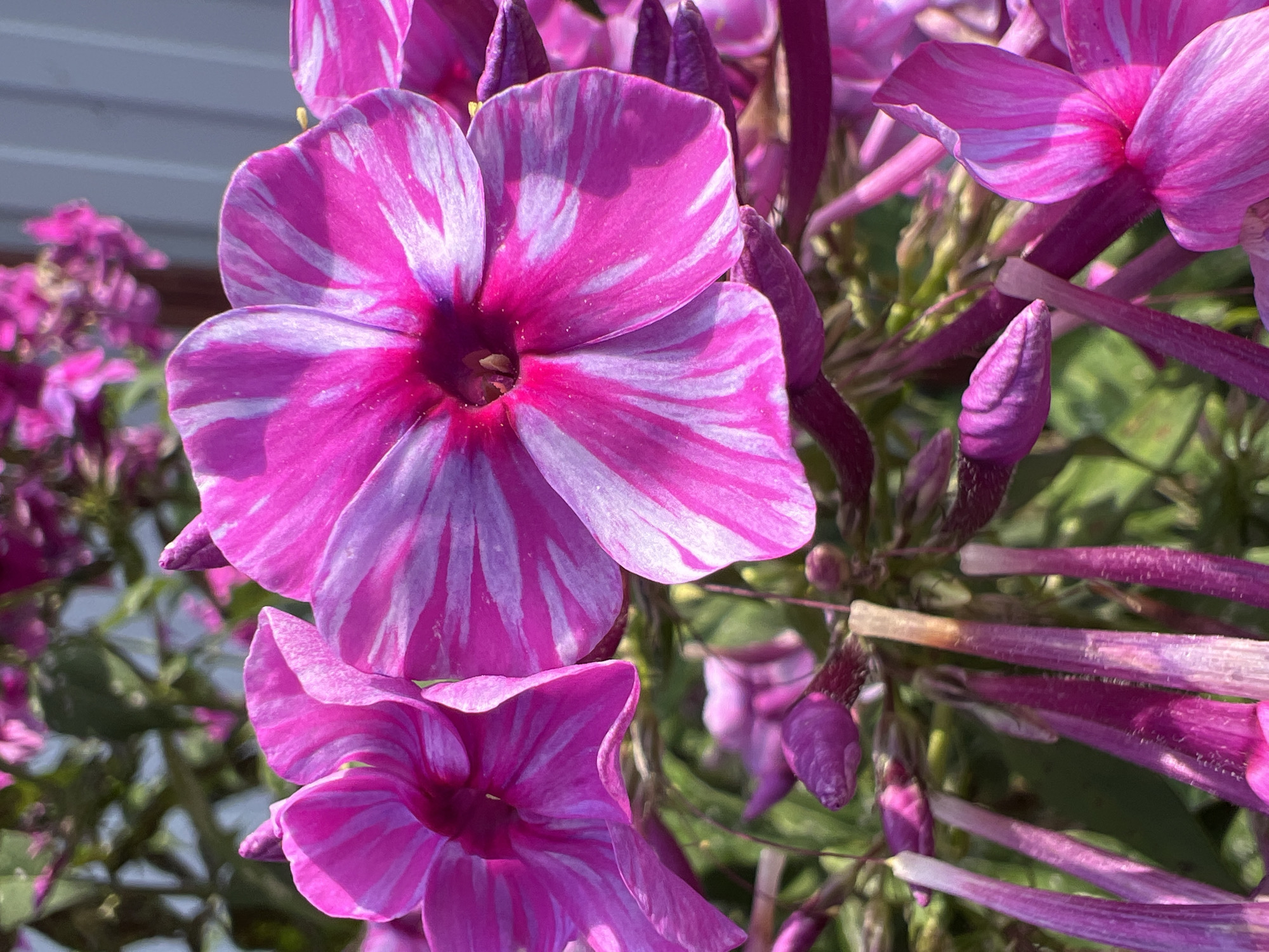 A close-up, vertical outdoor shot captures a cluster of vibrant pink phlox flowers with thin white stripes. The focus is on two fully bloomed flowers in the foreground, their petals detailed with streaks of magenta and pale pink. To the left, a partially bloomed flower shows similar coloration. Below these, several unopened buds, dark purple and elongated, hang downwards, some with dry, straw-colored tips. The background is a blur of green foliage and other out-of-focus pink flowers, with a hint of a grey, corrugated structure on the right edge, possibly a fence. The lighting suggests a bright, sunny day.