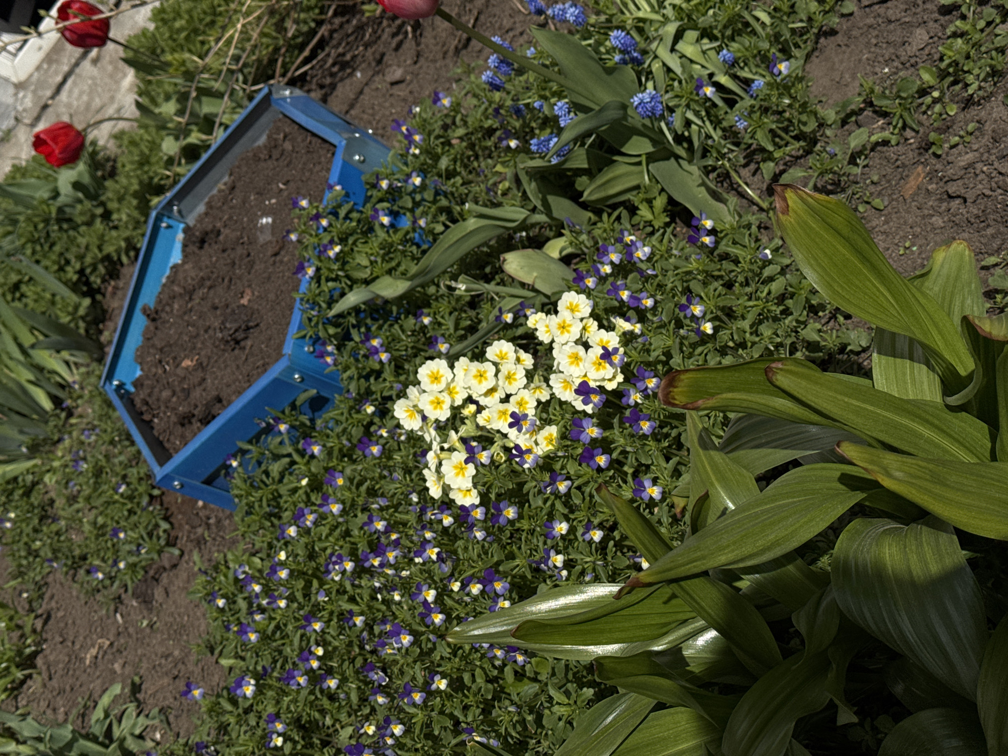 The scene depicts a garden in what might be the city of Chaikovsky, Russia. A blue, hexagonal planter box filled with dark soil sits to the left, near two red tulip flowers. The ground is covered with a dense carpet of greenery, featuring a mixture of small, purple-and-white pansies and clusters of yellow primroses. A larger plant with broad, green leaves occupies the right side of the frame. Some blue muscari flowers are also visible. The lighting suggests a sunny day.
