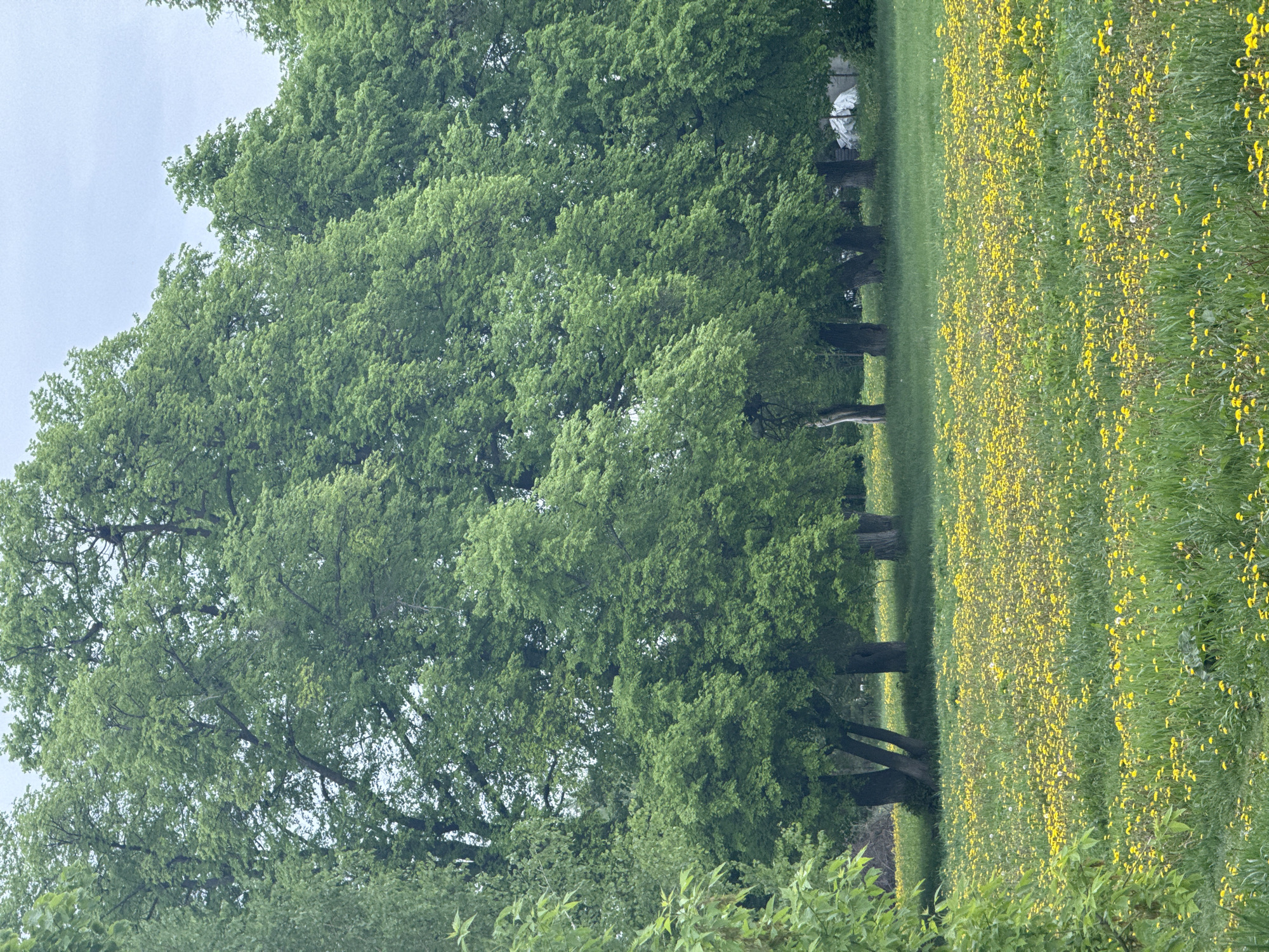 The image shows a scene with several trees alongside a field of yellow flowers. The sky is overcast. No people are visible. Specific location details within Ленино, Russia, are not discernible from the image.