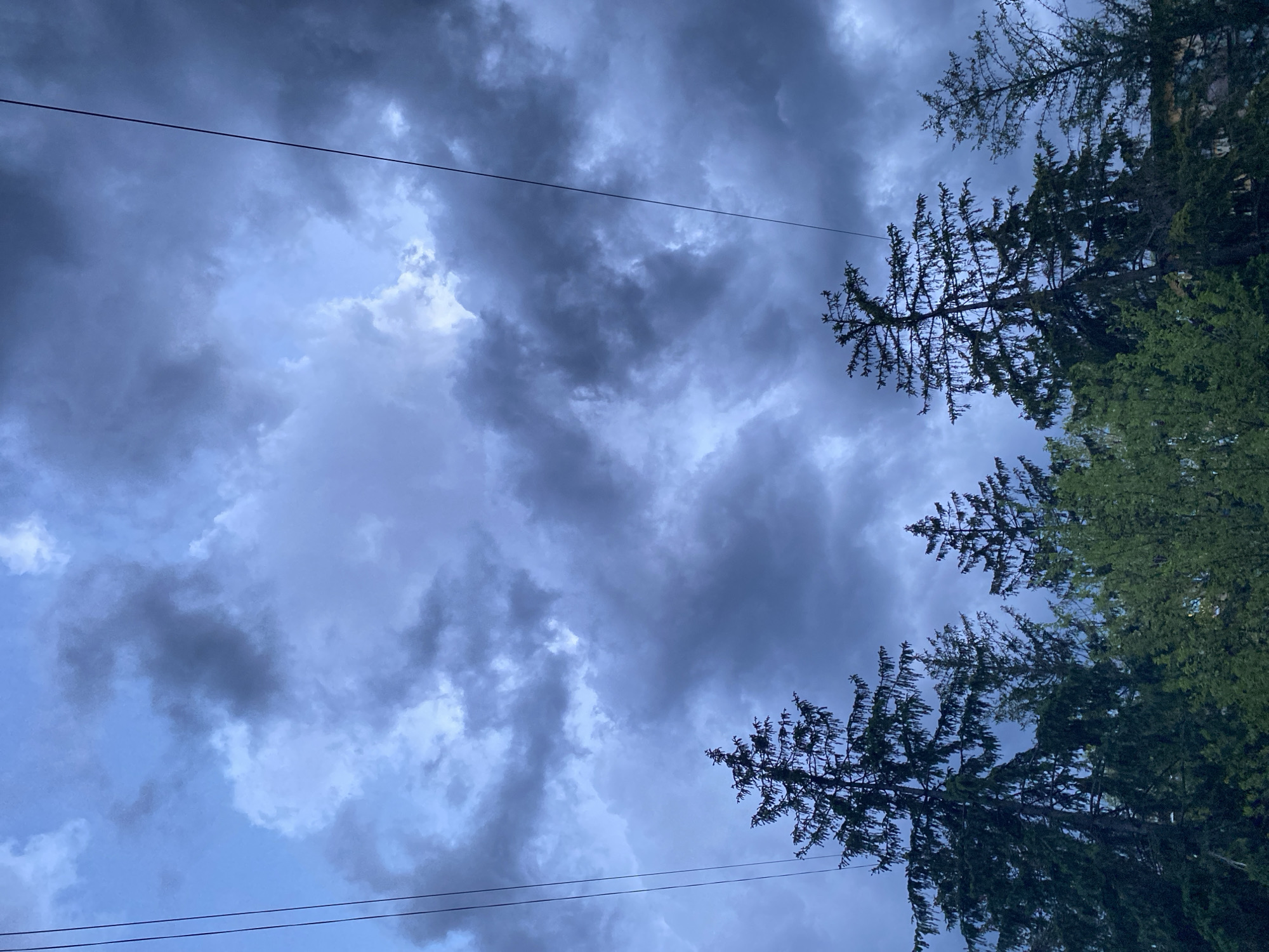 A low-angle shot of a cloudy sky, with hints of blue peeking through the dense cloud cover. Two dark power lines stretch across the sky. The upper right and lower right corners are occupied by coniferous trees, silhouetted against the sky, with some showing vibrant green foliage. The location in the city of Unknown, Unknown is indicated by the presence of power lines and trees lining the edge of the sky.