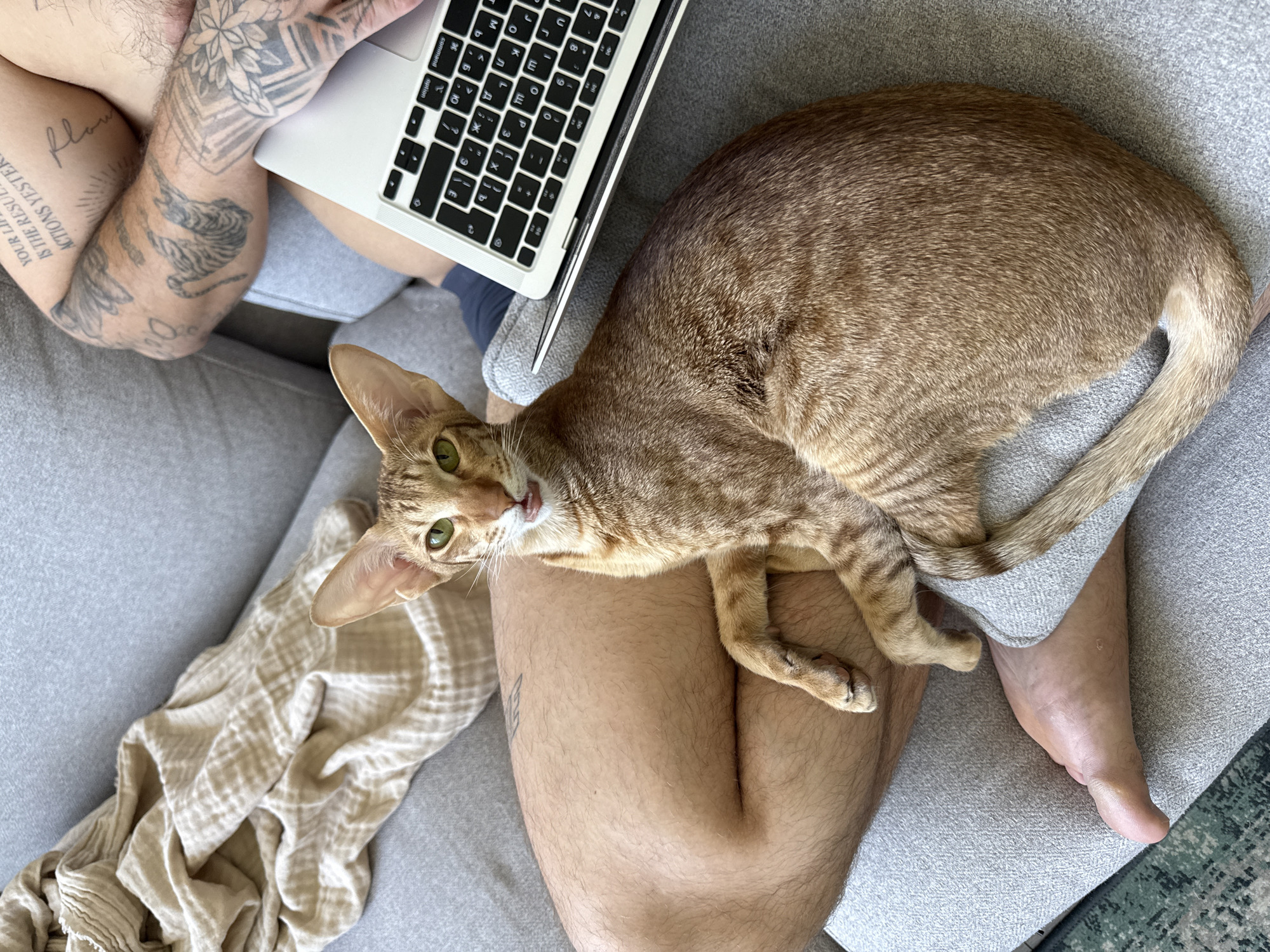 A high-angle shot depicts a person sitting on a gray couch, working on a laptop while an oriental shorthair cat rests on their lap. The cat, with its distinctively large ears and amber fur, is looking directly at the camera. The person is partially visible, showing tattooed arms and legs. A white blanket is draped on the couch near the person. The laptop keyboard has Cyrillic characters. The photo was not taken in Khimki, Russia.