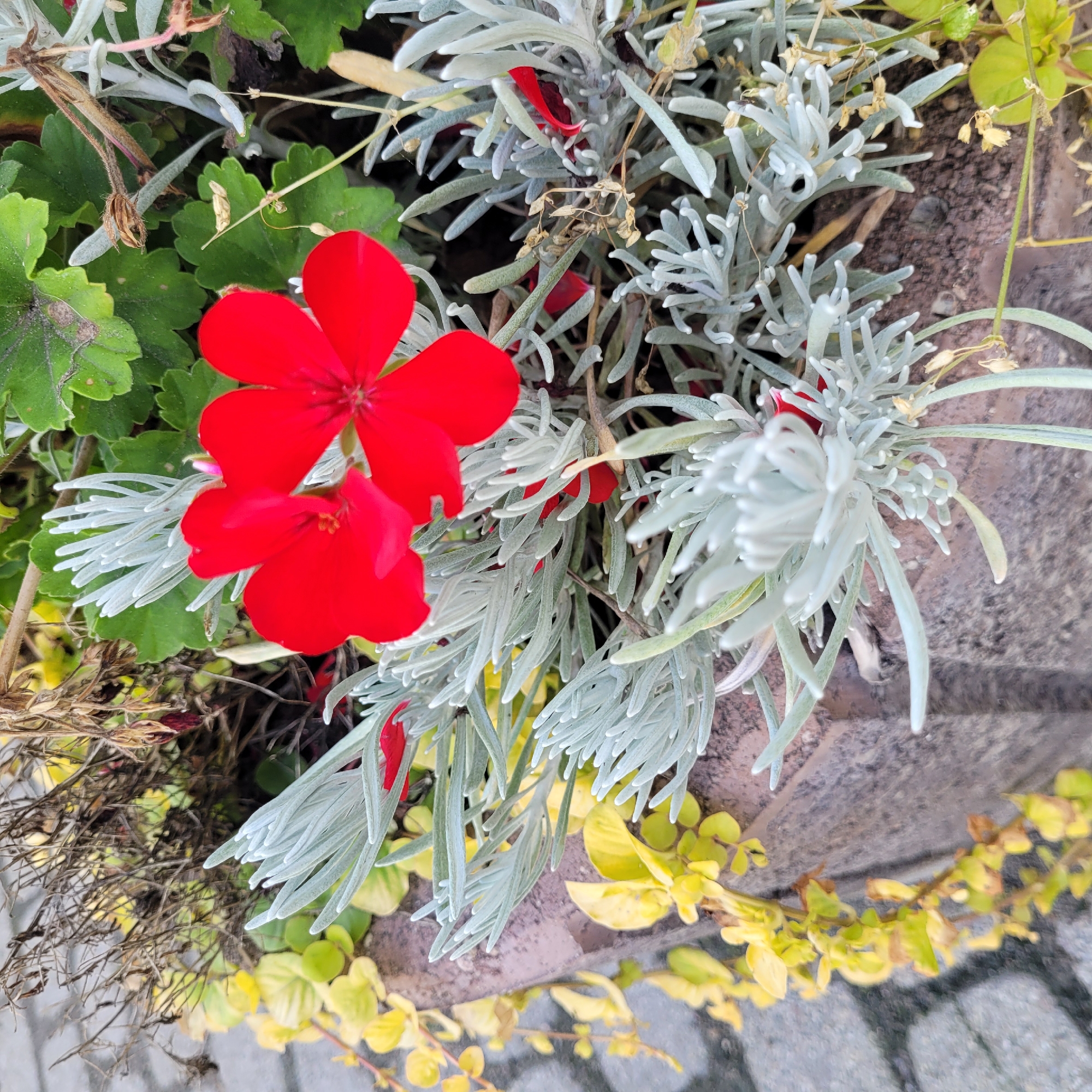 The image shows a close-up of a flower pot with red geraniums, silver foliage, and yellow leaves. The flower pot is made of rough, weathered stone. In the background, cobblestone pavement is visible, suggesting an outdoor urban setting. The lighting is natural, indicating daytime. The scene is likely a decorative element in a public space or private garden within the city of Jūrmala, Latvia, given the context provided. There are no people or animals present in the image.