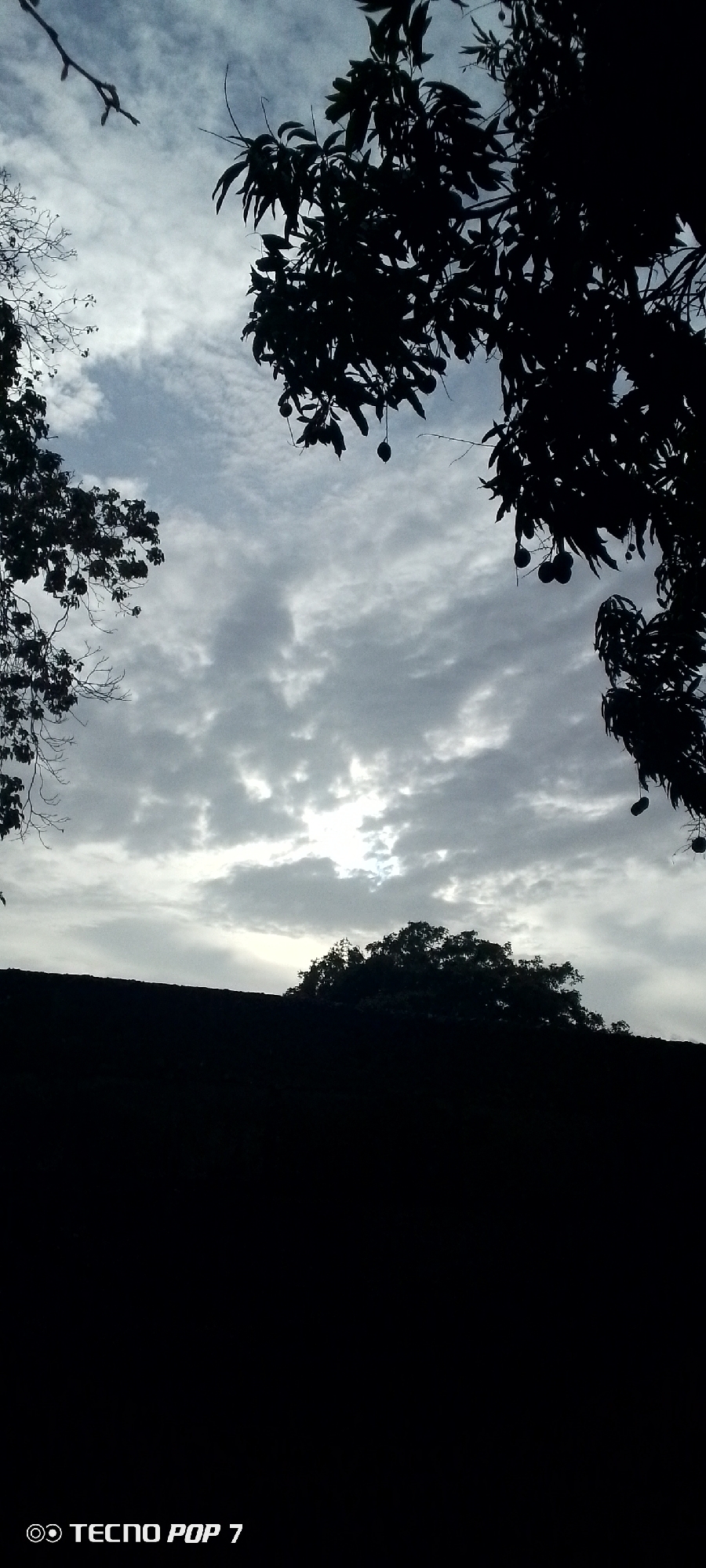 The image displays an outdoor scene from Altagracia, Venezuela, characterized by a heavily overcast sky and stark silhouettes. The upper section of the frame features a sky filled with various shades of grey clouds, with a brighter, diffused light source, presumably the sun, partially visible through the clouds towards the lower-center horizon. Silhouetted tree branches and foliage frame the sky. In the upper right, a dense cluster of dark leaves and branches, consistent with a mango tree, displays several dark, round fruits hanging. The upper left presents sparser, more bare tree branches, also in silhouette. Along the mid-ground, a dark, undulating silhouette of a distant hill or elevated terrain topped with trees is visible. The lower two-thirds of the image is an undifferentiated expanse of black, representing an obscured foreground element such as a wall, building, or immediate ground elevation. No people or specific actions are depicted. A "TECNO POP 7" watermark is present in the bottom left corner.